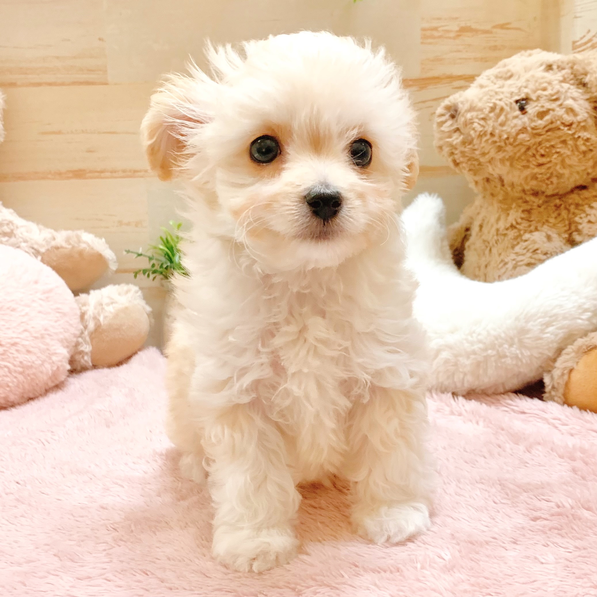 兵庫県のチワプー/プーチー(チワワ×プードル) (犬の家＆猫の里神戸店/2026年1月27日生まれ/女の子/クリーム)の子犬の4枚目の画像