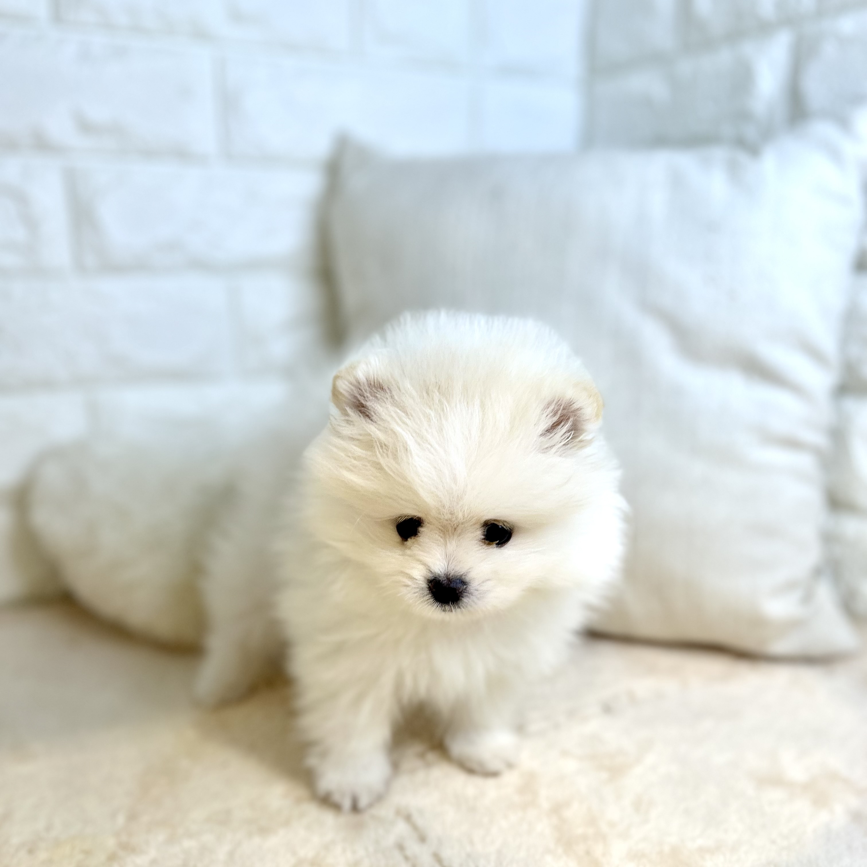 東京都のポメラニアン (犬の家＆猫の里新宿店/2026年1月26日生まれ/男の子/ホワイト)の子犬の4枚目の画像