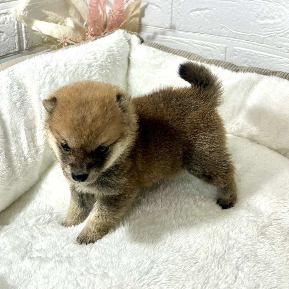 兵庫県の豆柴 (犬の家＆猫の里ニッケパークタウン加古川店/2025年12月13日生まれ/男の子/赤)の子犬の4枚目の画像