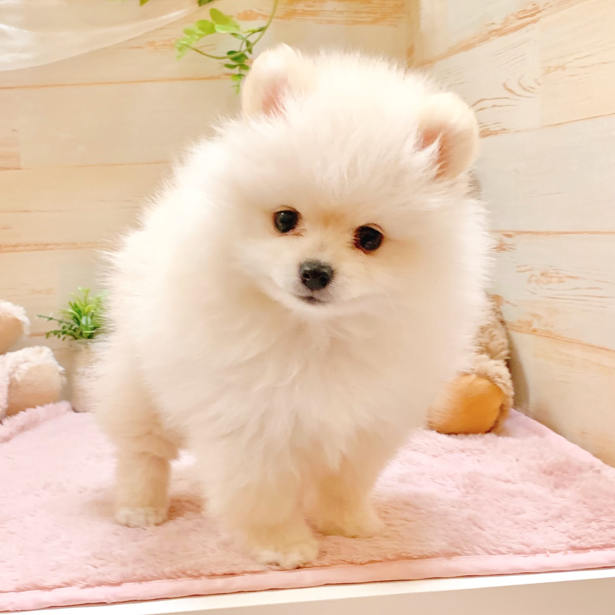 兵庫県のポメラニアン (犬の家＆猫の里神戸店/2026年1月28日生まれ/男の子/クリーム)の子犬の4枚目の画像