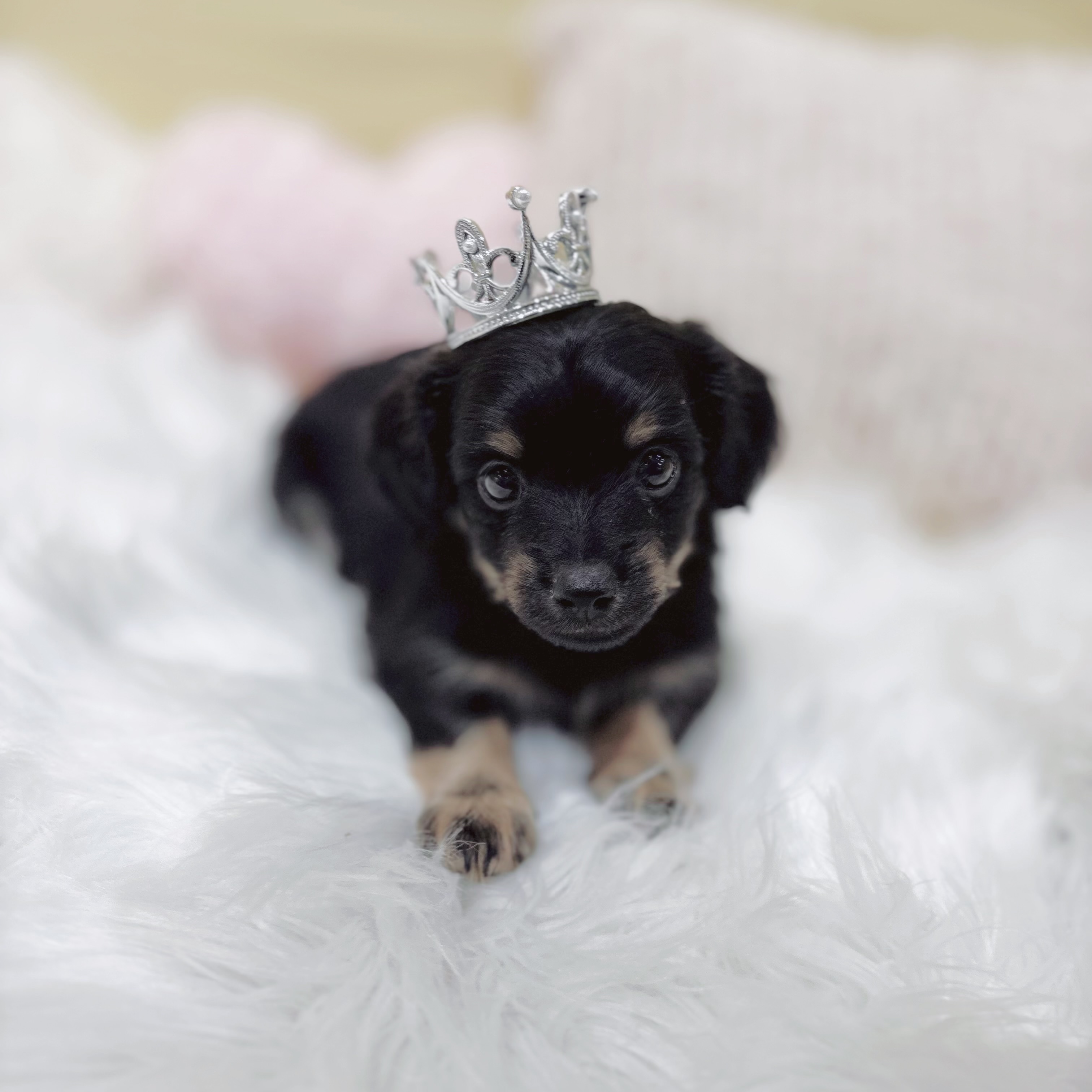 神奈川県のチワックス(チワワ×ダックス) (犬の家＆猫の里元住吉ブレーメン通り店/2026年1月26日生まれ/男の子/ブラックタン)の子犬の4枚目の画像