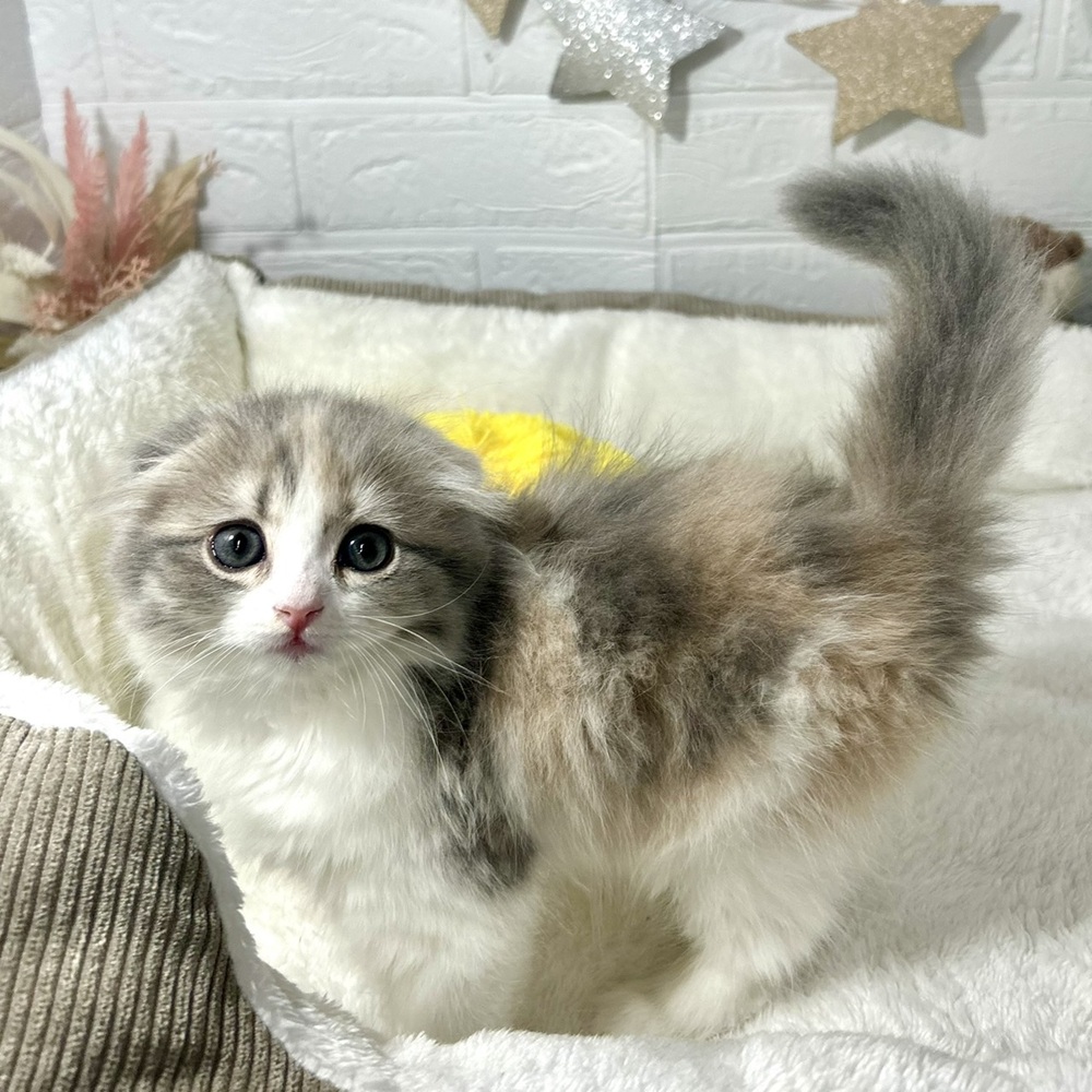 兵庫県のスコティッシュフォールド (犬の家＆猫の里ニッケパークタウン加古川店/2025年12月14日生まれ/女の子/ダイリュートキャリコ)の子猫の4枚目の画像