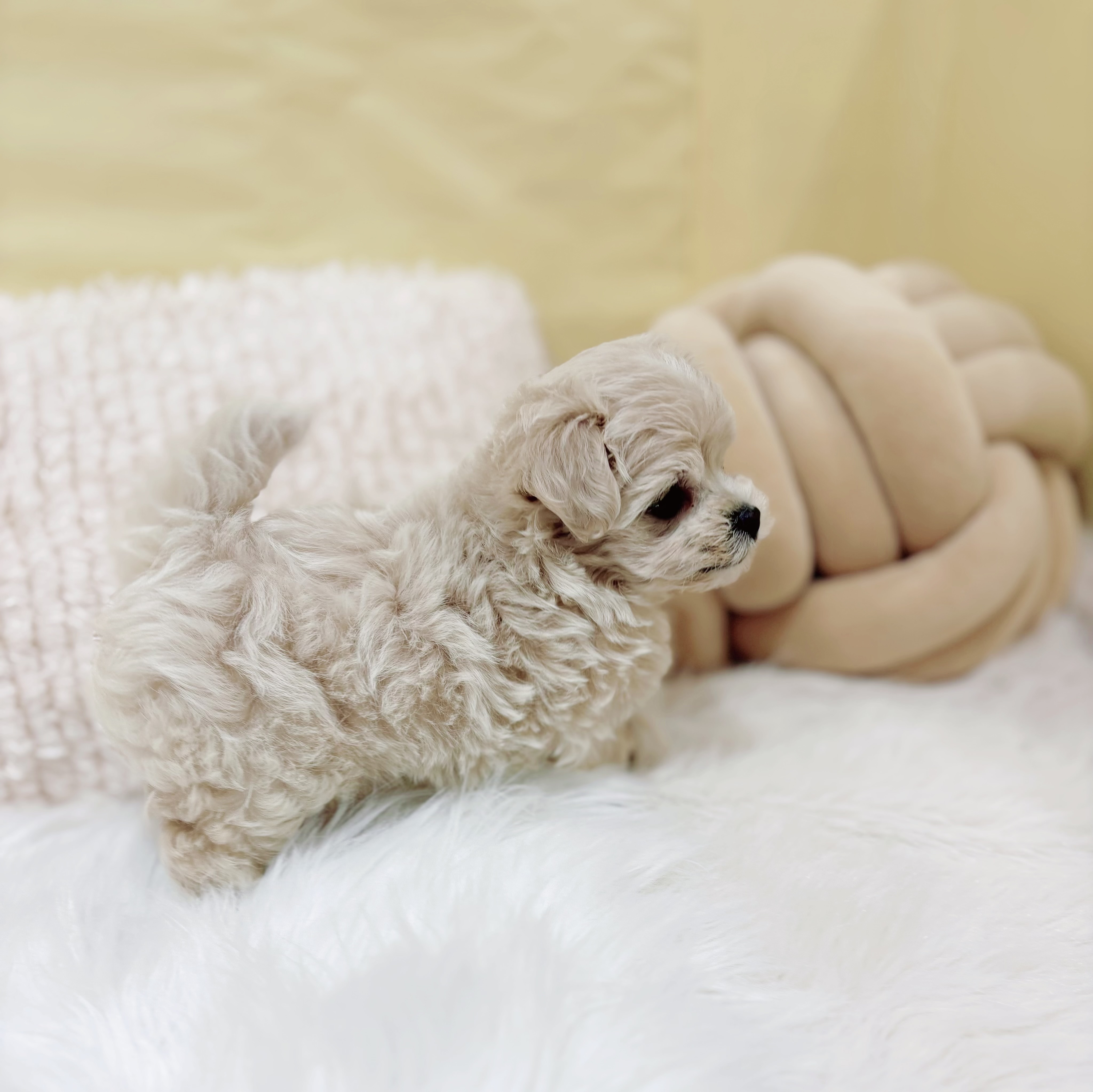 神奈川県のマルプー(マルチーズ×プードル) (犬の家＆猫の里元住吉ブレーメン通り店/2026年1月27日生まれ/男の子/アプリコット)の子犬の4枚目の画像