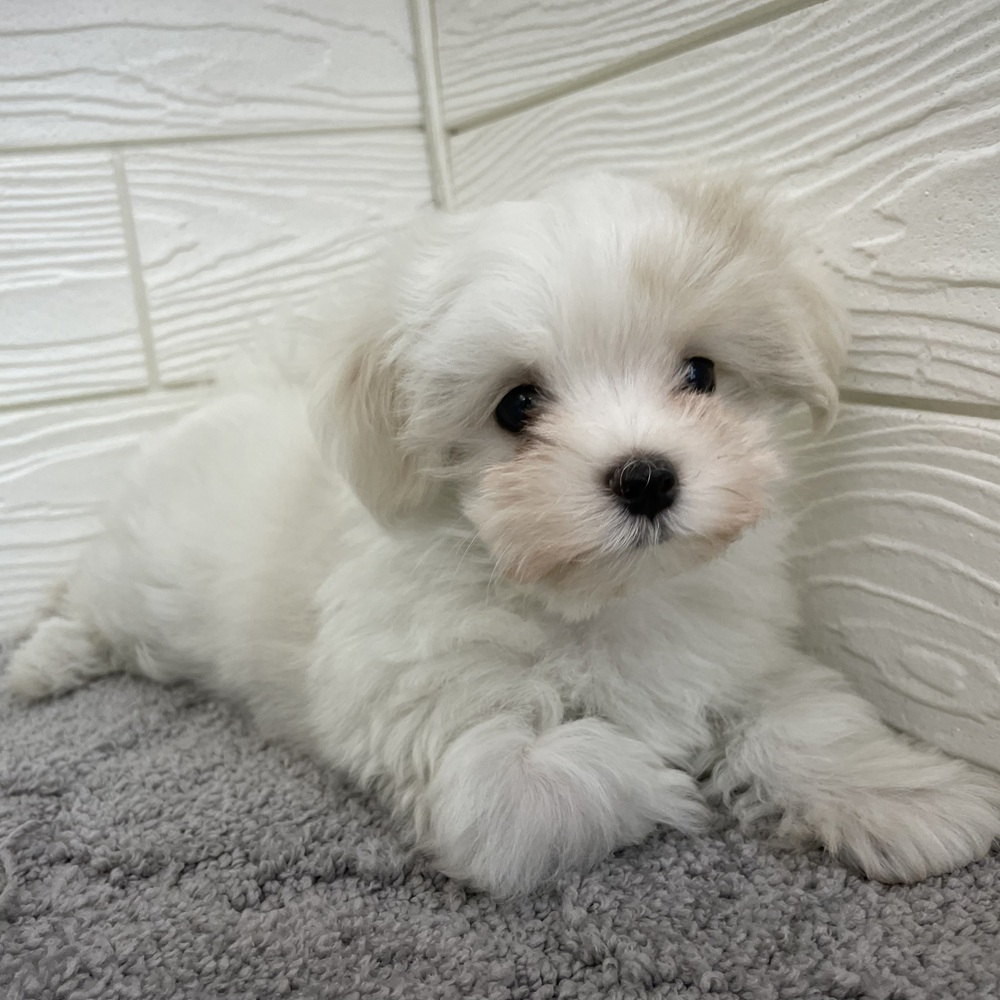 愛知県のマルチーズ (犬の家＆猫の里七宝店/2026年1月2日生まれ/女の子/ホワイト)の子犬の4枚目の画像