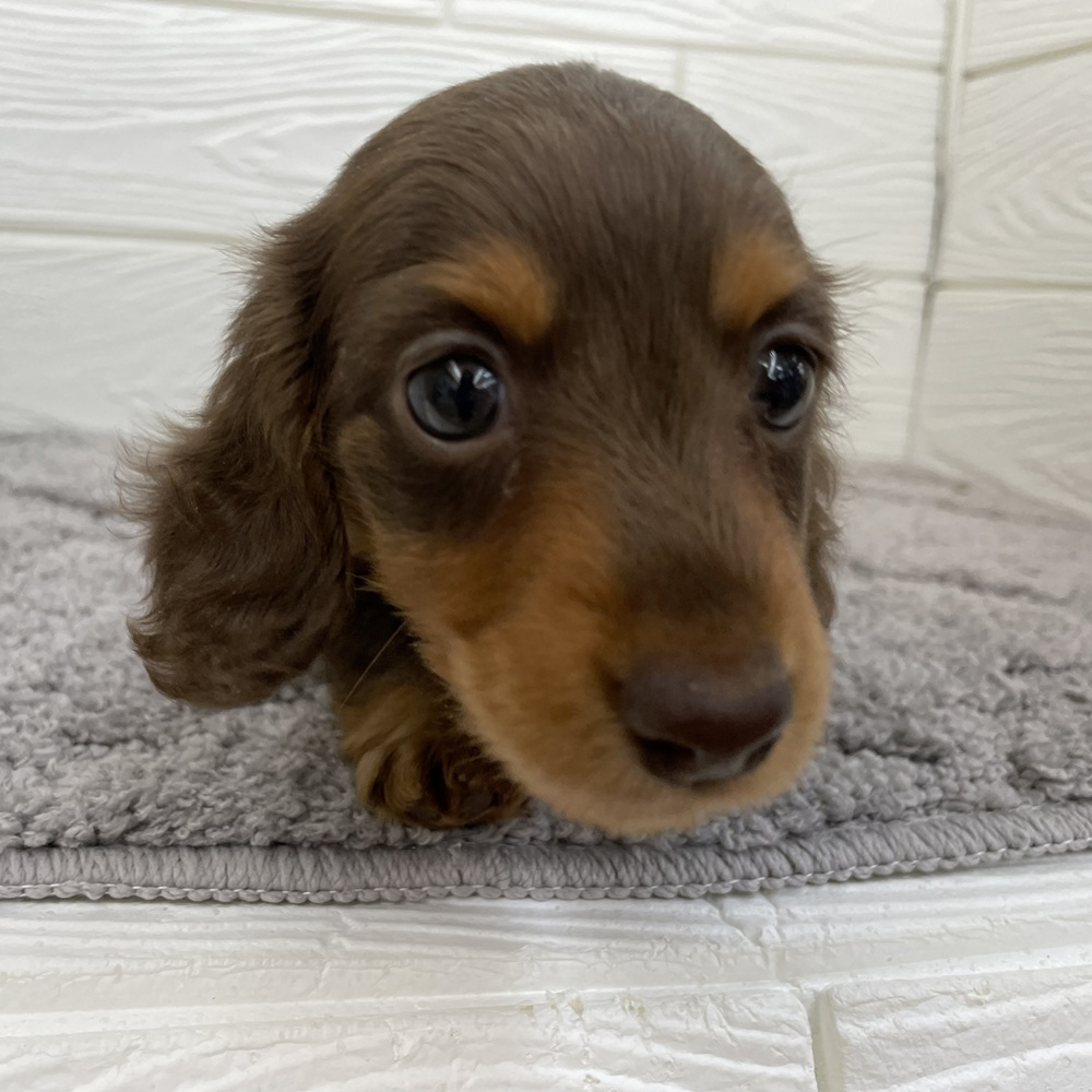 愛知県のミニチュアダックスフンド(ロング) (犬の家＆猫の里七宝店/2026年1月4日生まれ/男の子/チョコレートタン)の子犬の4枚目の画像