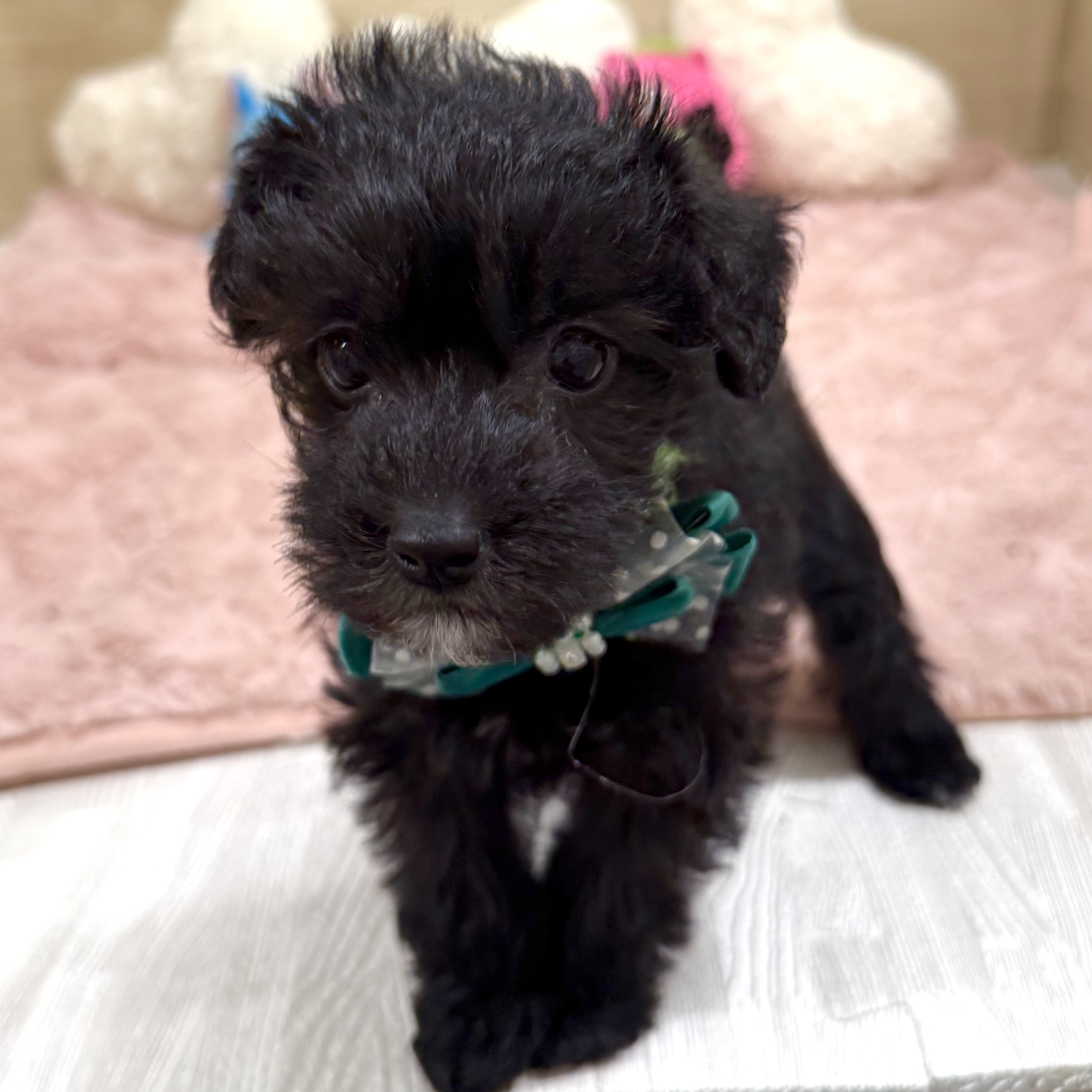 大阪府のシュナプー(シュナウザー×プードル) (犬の家＆猫の里そよら東岸和田店/2025年10月18日生まれ/女の子/ブラック)の子犬の4枚目の画像