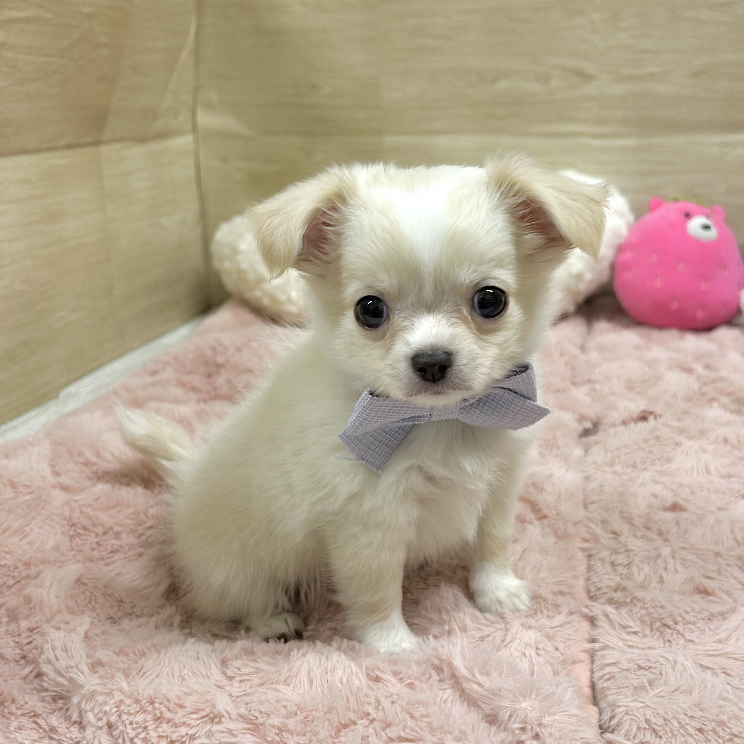 大阪府のチワワ(ロング) (犬の家＆猫の里そよら東岸和田店/2025年10月1日生まれ/男の子/クリーム)の子犬の4枚目の画像