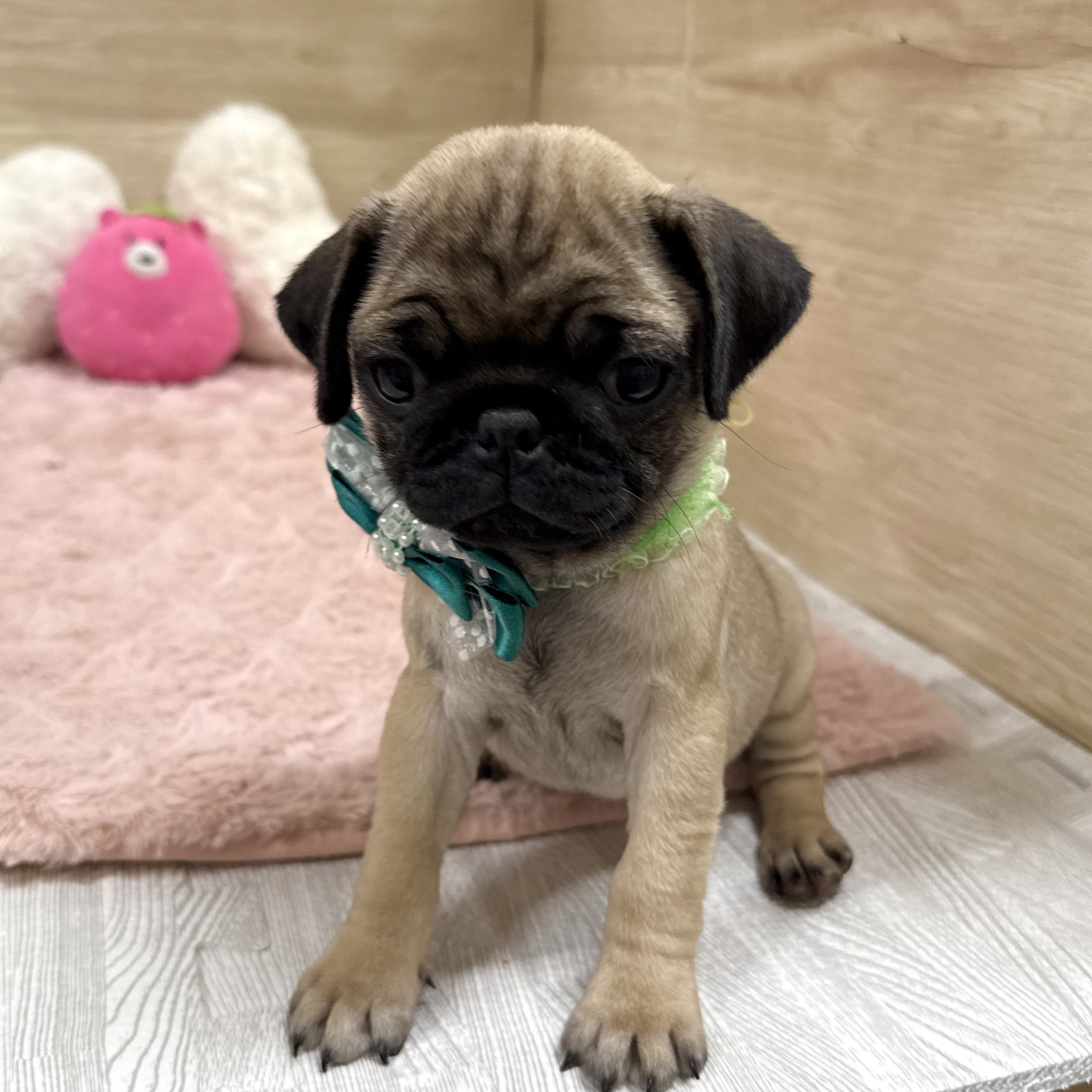 大阪府のパグ (犬の家＆猫の里そよら東岸和田店/2025年10月18日生まれ/女の子/フォーン)の子犬の4枚目の画像
