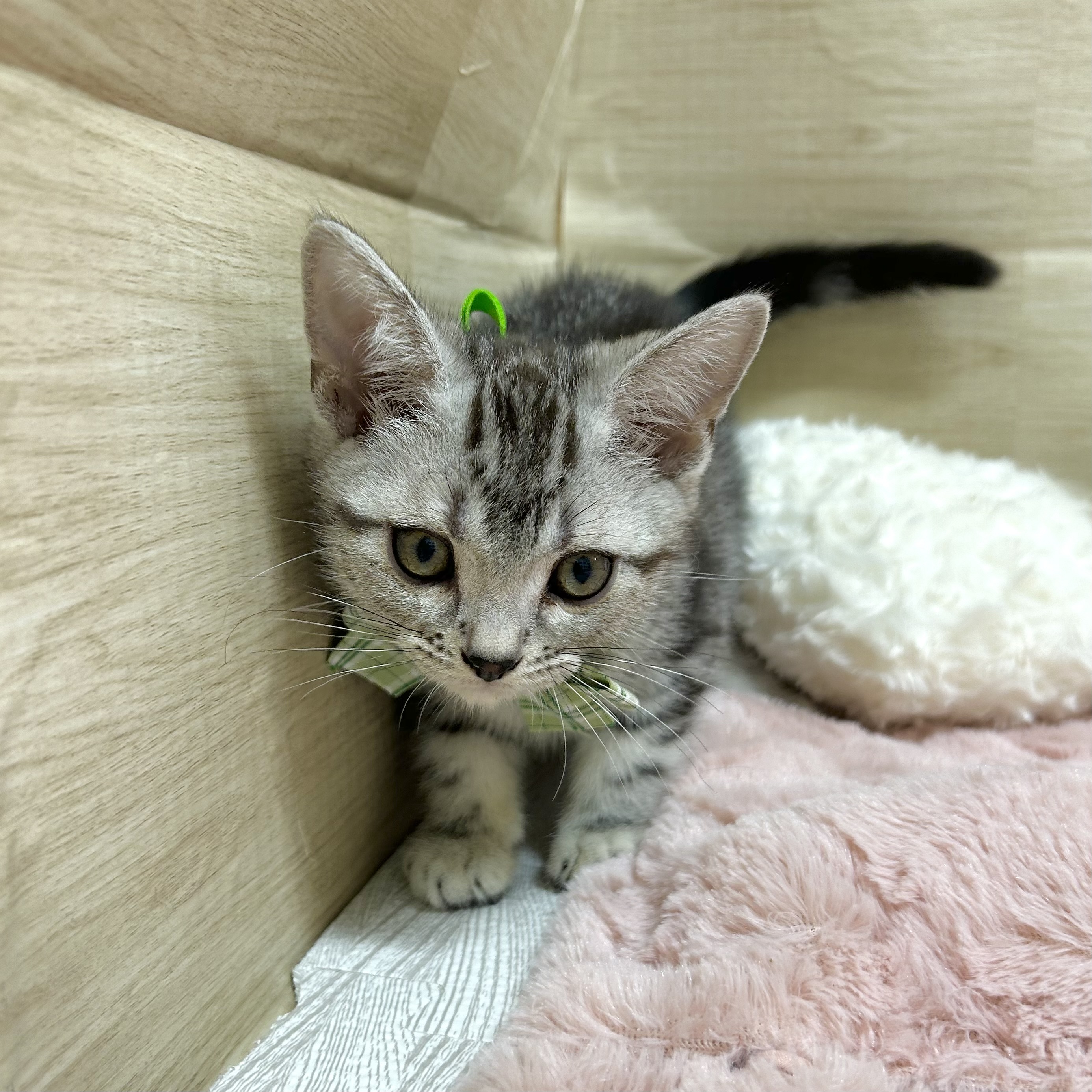 大阪府のアメリカンショートヘアー (犬の家＆猫の里そよら東岸和田店/2025年10月3日生まれ/男の子/シルバータビー)の子猫の4枚目の画像