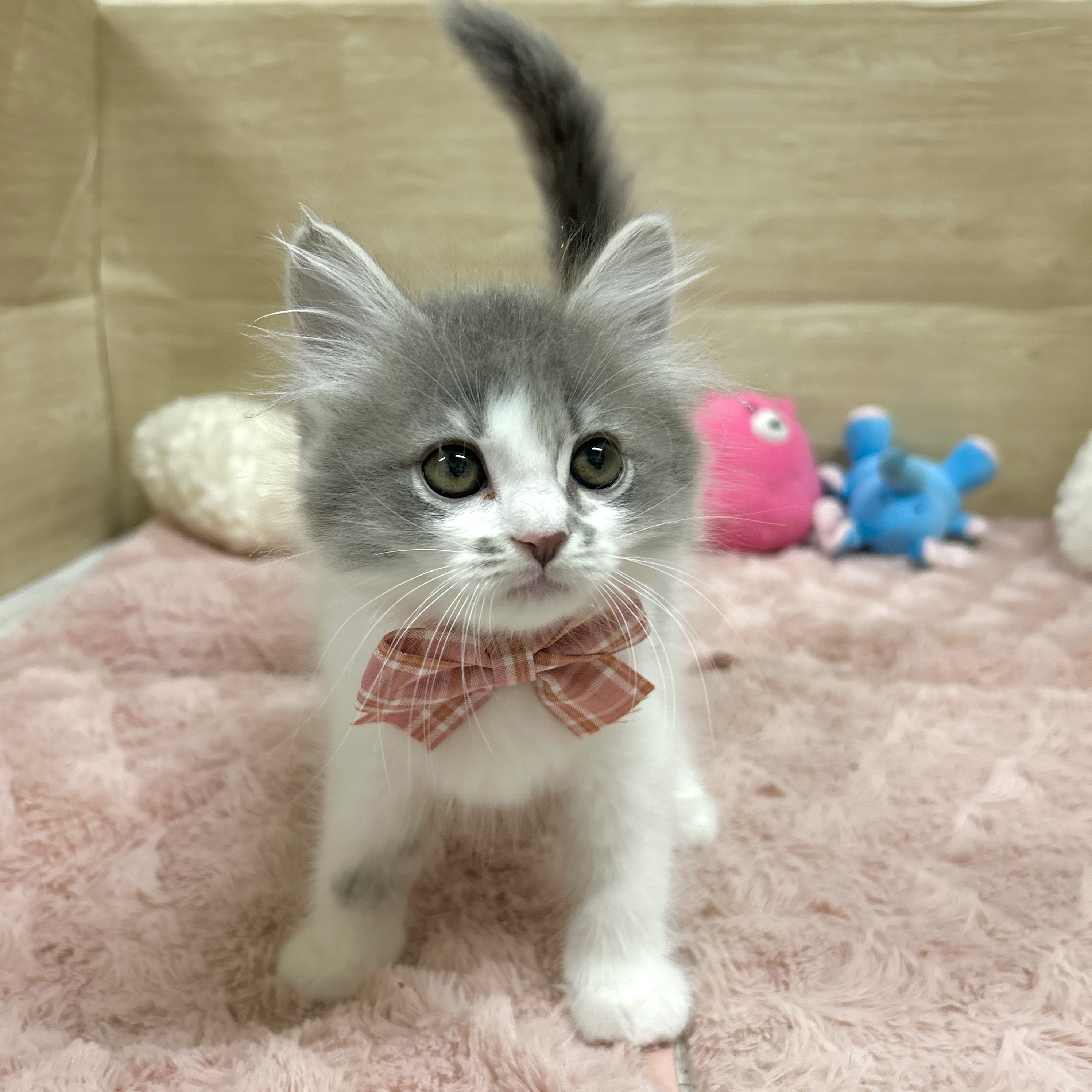 大阪府のミヌエット (犬の家＆猫の里そよら東岸和田店/2025年10月5日生まれ/女の子/ブルータビーホワイト)の子猫の4枚目の画像