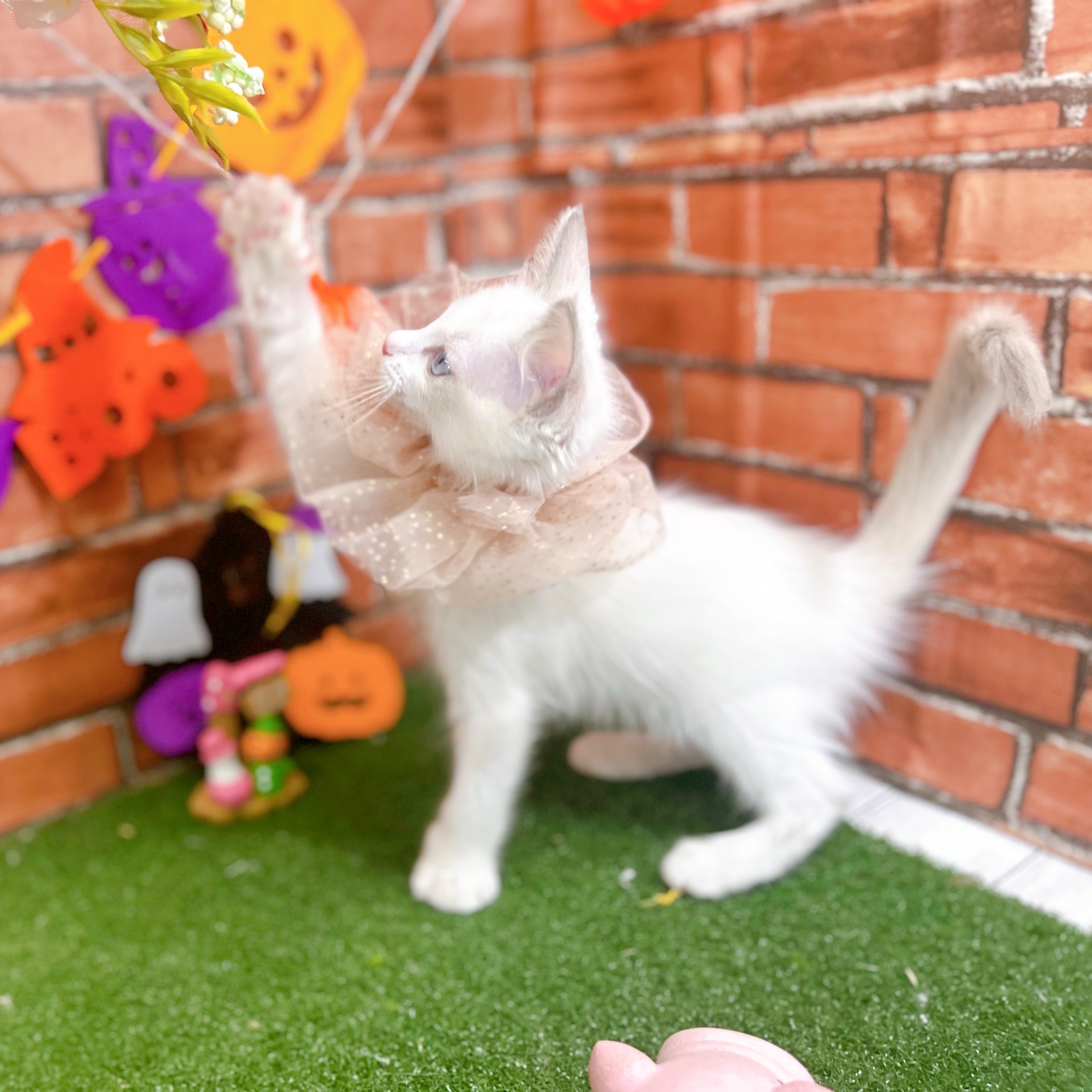 神奈川県のラグドール (犬の家＆猫の里小田原店/2025年8月18日生まれ/女の子/ブルーポイントバイカラー)の子猫の4枚目の画像