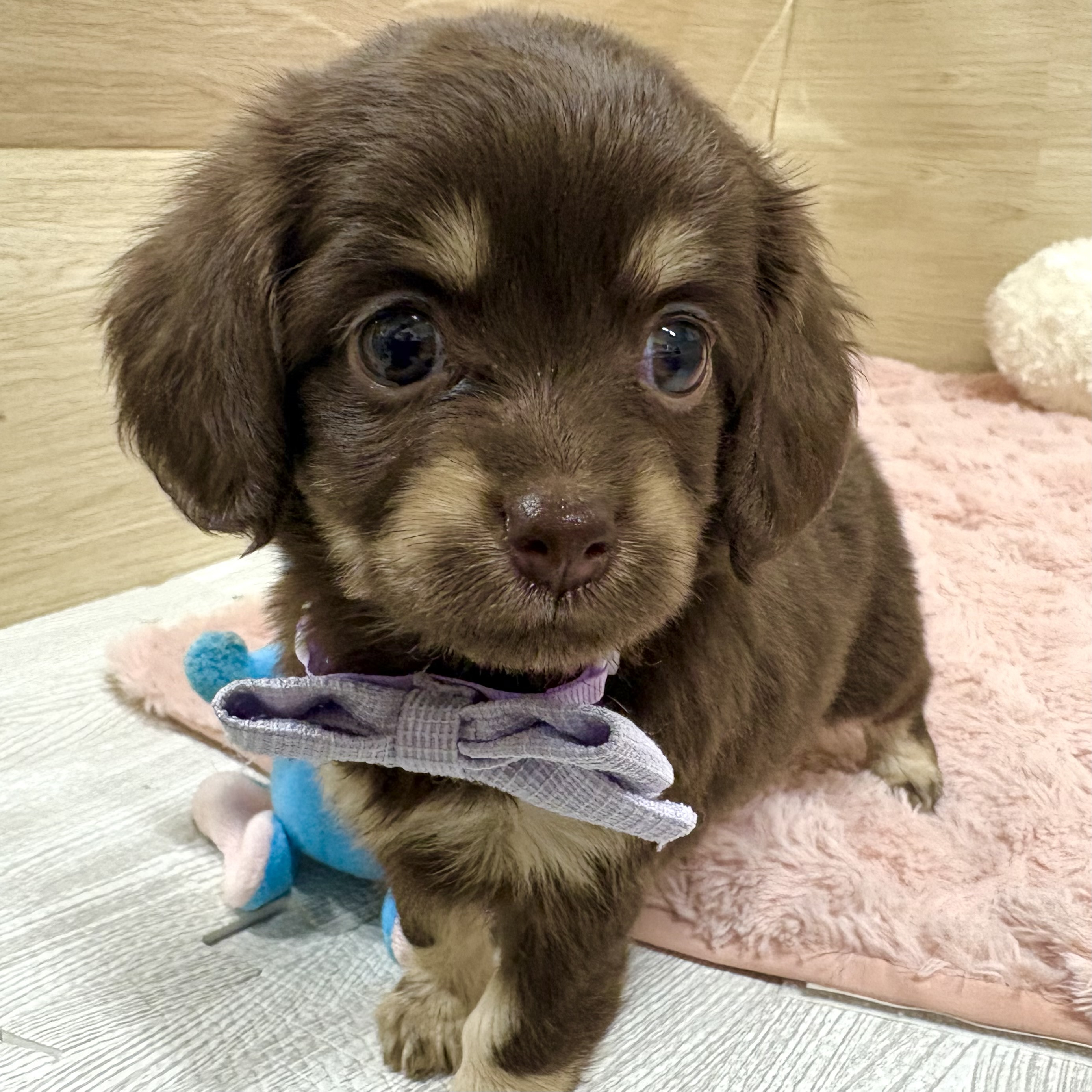 大阪府のチワックス(チワワ×ダックス) (犬の家＆猫の里そよら東岸和田店/2026年1月7日生まれ/女の子/チョコレートタン)の子犬の4枚目の画像