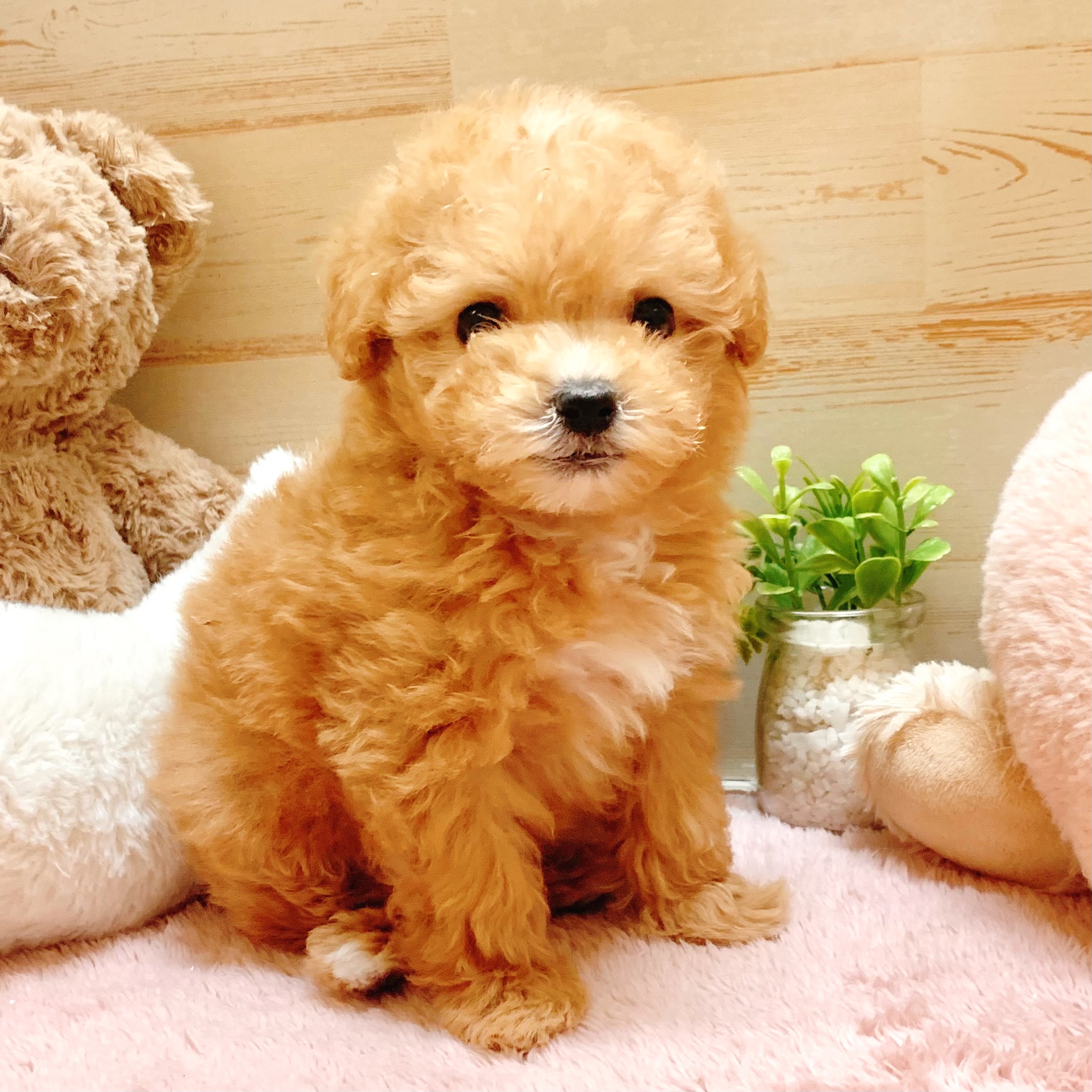 兵庫県のマルプー(マルチーズ×プードル) (犬の家＆猫の里神戸店/2026年2月6日生まれ/女の子/クリーム)の子犬の1枚目の画像