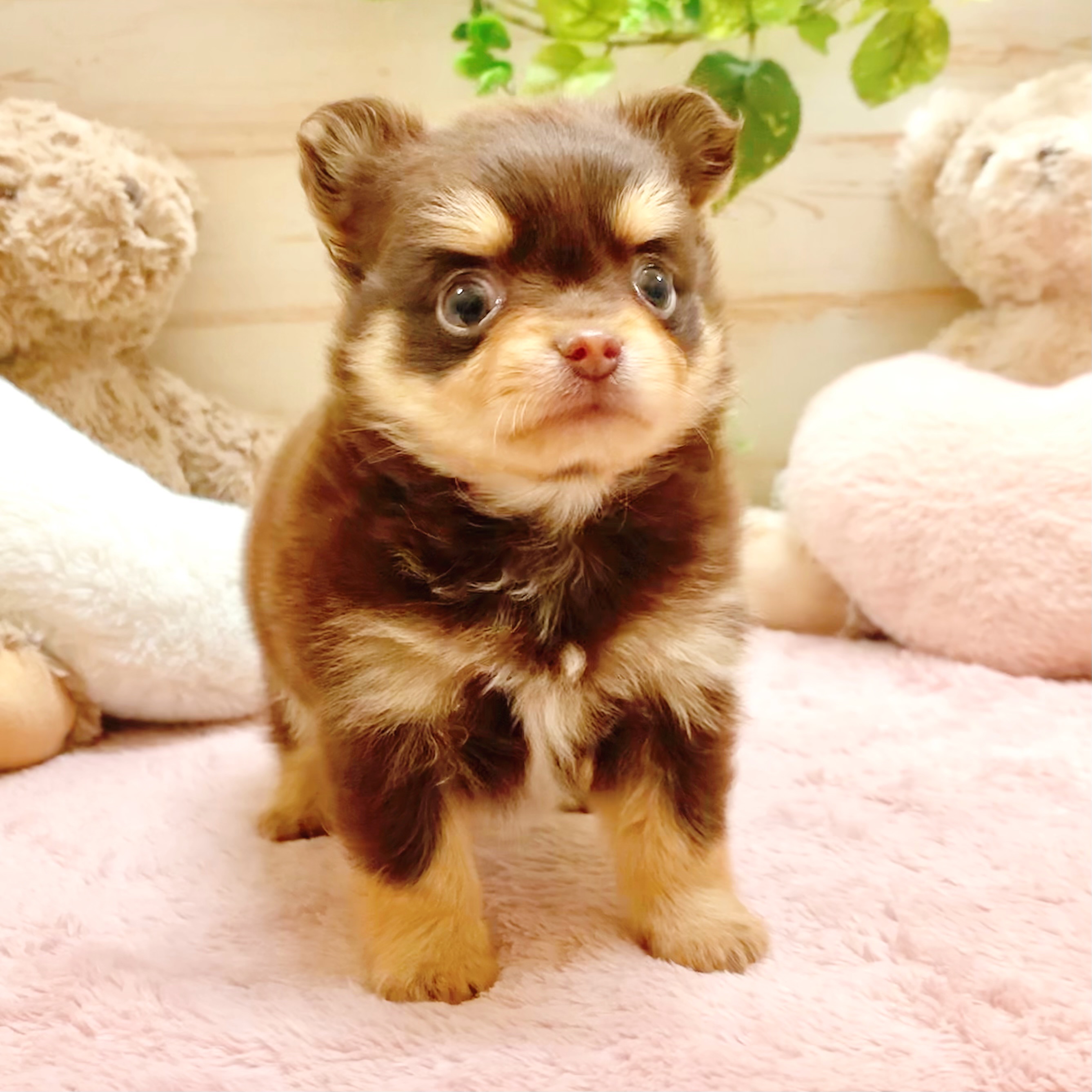 兵庫県のポメチワ/チワポメ/ポメチー(ポメラニアン×チワワ) (犬の家＆猫の里神戸店/2026年2月6日生まれ/男の子/チョコレートタン)の子犬の1枚目の画像