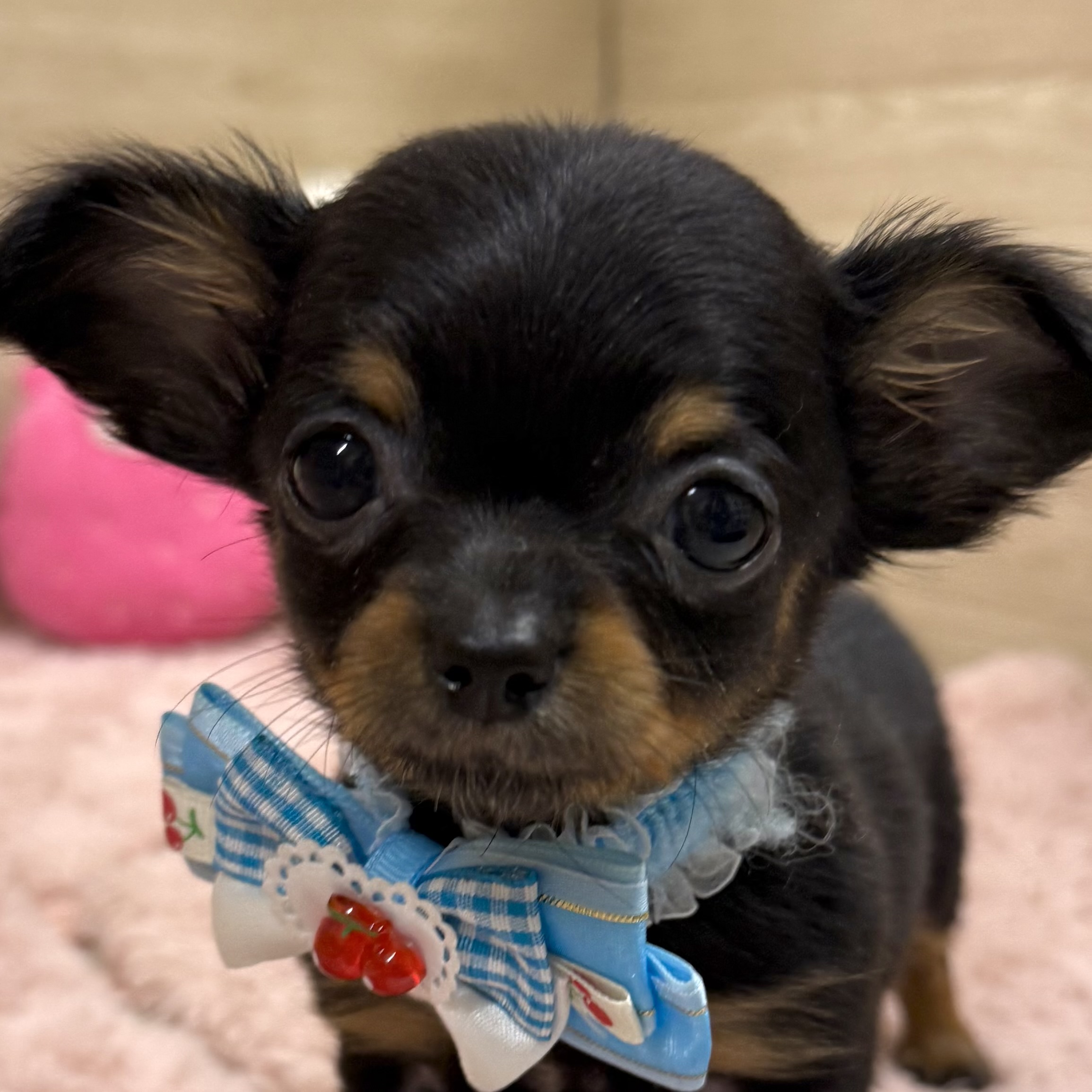 大阪府のチワックス(チワワ×ダックス) (犬の家＆猫の里そよら東岸和田店/2025年10月11日生まれ/女の子/ブラックタン)の子犬の1枚目の画像