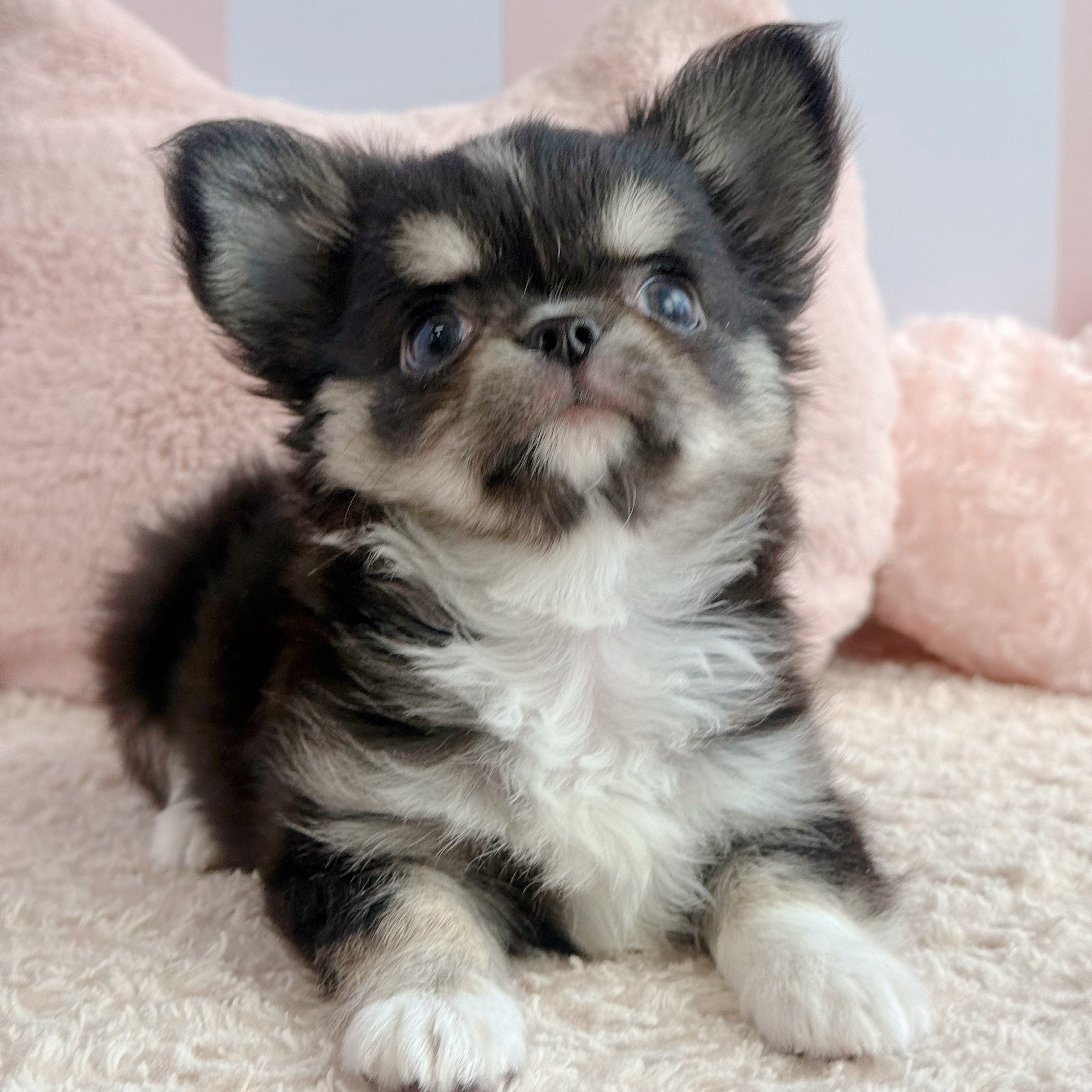 岡山県のチワワ(ロング) (犬の家＆猫の里倉敷中庄店/2026年3月20日生まれ/男の子/ブラッククリームホワイト)の子犬の4枚目の画像