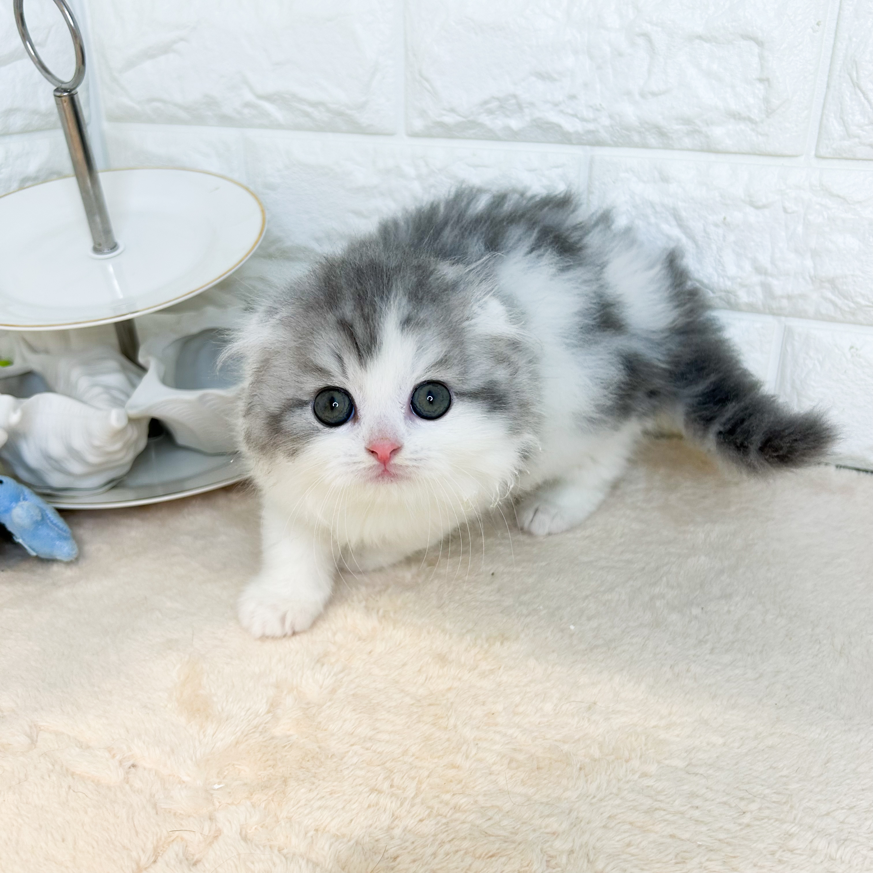 東京都のスコティッシュフォールド (犬の家＆猫の里新宿店/2026年2月2日生まれ/男の子/ブルータビーホワイト)の子猫の4枚目の画像