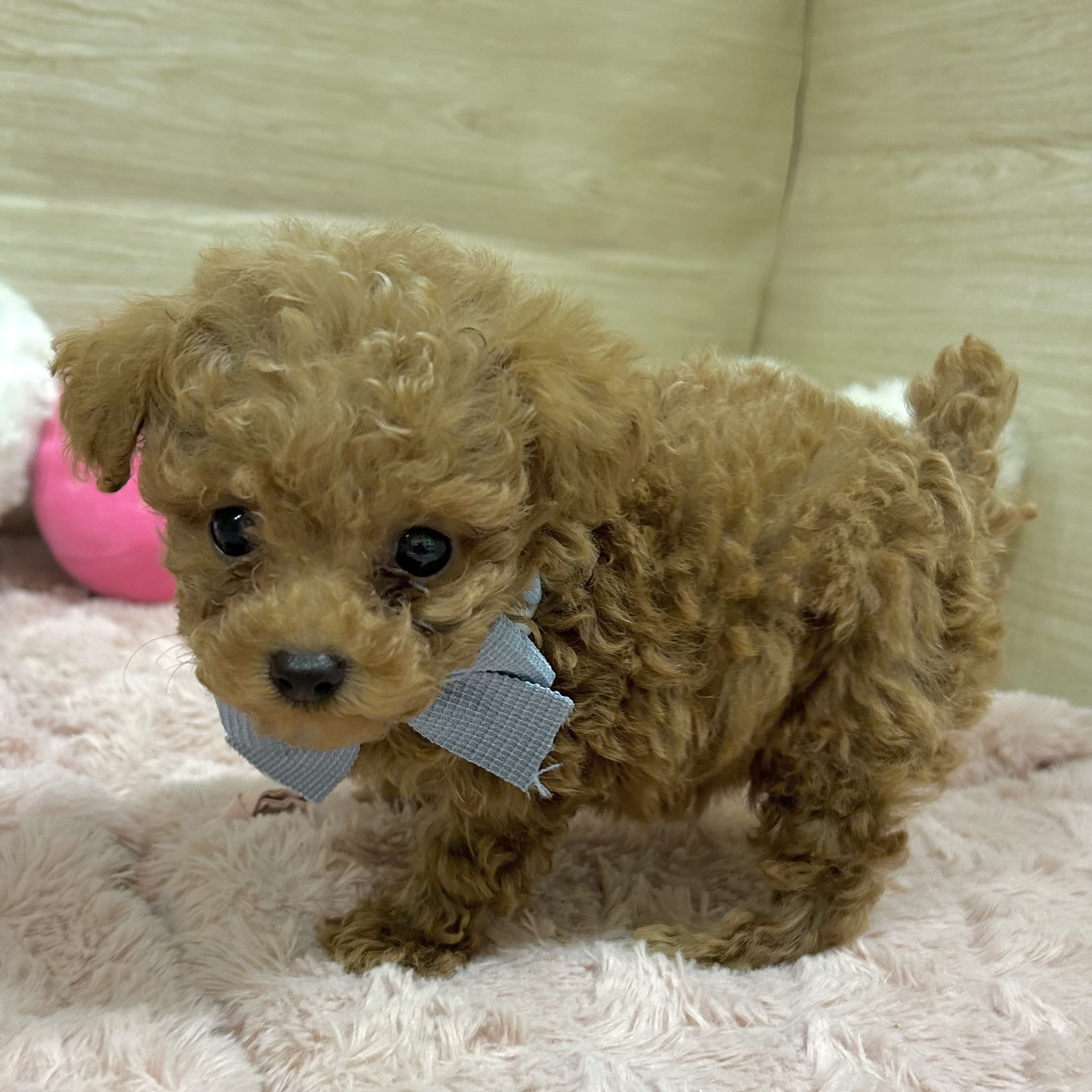 大阪府のトイプードル(タイニー) (犬の家＆猫の里そよら東岸和田店/2025年10月4日生まれ/男の子/レッド)の子犬の4枚目の画像