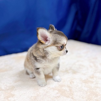 愛知県のチワワ(ロング) (犬の家＆猫の里MEGAドン・キホーテ東海名和店/2025年6月24日生まれ/女の子/セーブルホワイト)の子犬の4枚目の画像