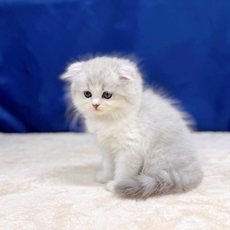 愛知県のスコティッシュフォールド (犬の家＆猫の里一宮店/2025年6月24日生まれ/男の子/シルバータビーホワイト)の子猫の4枚目の画像