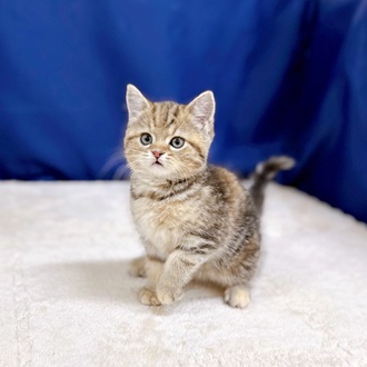愛知県のスコティッシュストレート (犬の家＆猫の里一宮店/2025年11月16日生まれ/女の子/ブラウンパッチドタビー)の子猫の4枚目の画像
