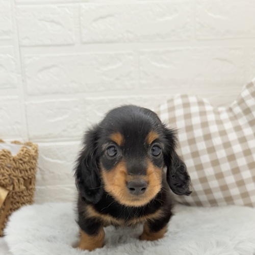愛知県のミニチュアダックスフンド(ロング) (犬の家＆猫の里豊川インター店/2025年6月14日生まれ/男の子/ブラックタン)の子犬の4枚目の画像