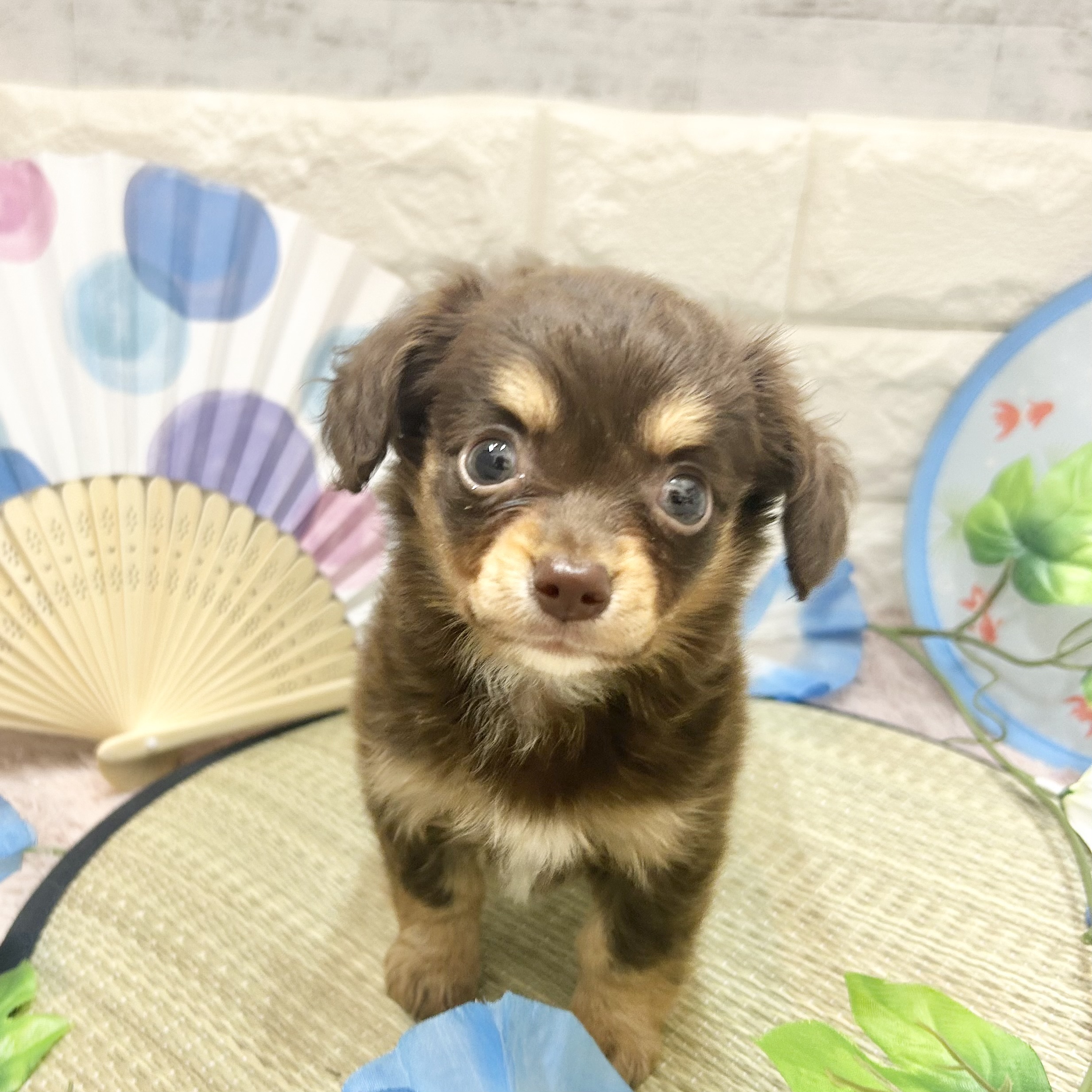 静岡県のチワックス(チワワ×ダックス) (犬の家＆猫の里プレ葉ウォーク浜北店/2026年5月18日生まれ/男の子/チョコレートタン)の子犬の4枚目の画像
