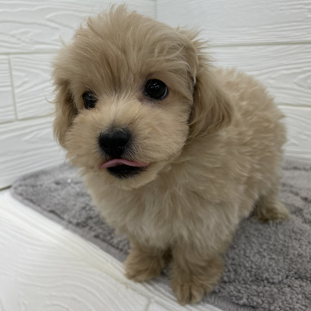 愛知県のマルプー(マルチーズ×プードル) (犬の家＆猫の里七宝店/2026年1月7日生まれ/男の子/クリーム)の子犬の4枚目の画像