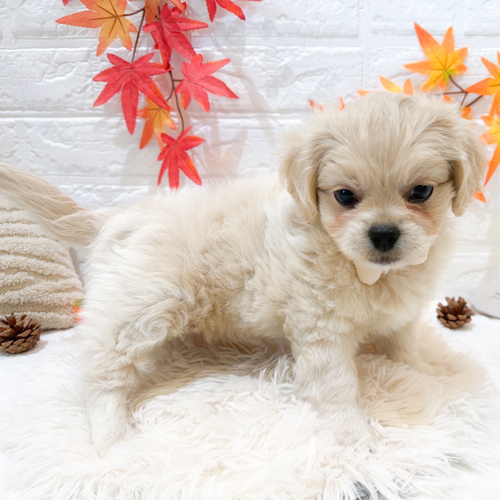 静岡県のペキプー(ペキニーズ×プードル) (犬の家＆猫の里富士店/2025年9月4日生まれ/男の子/クリーム)の子犬の4枚目の画像