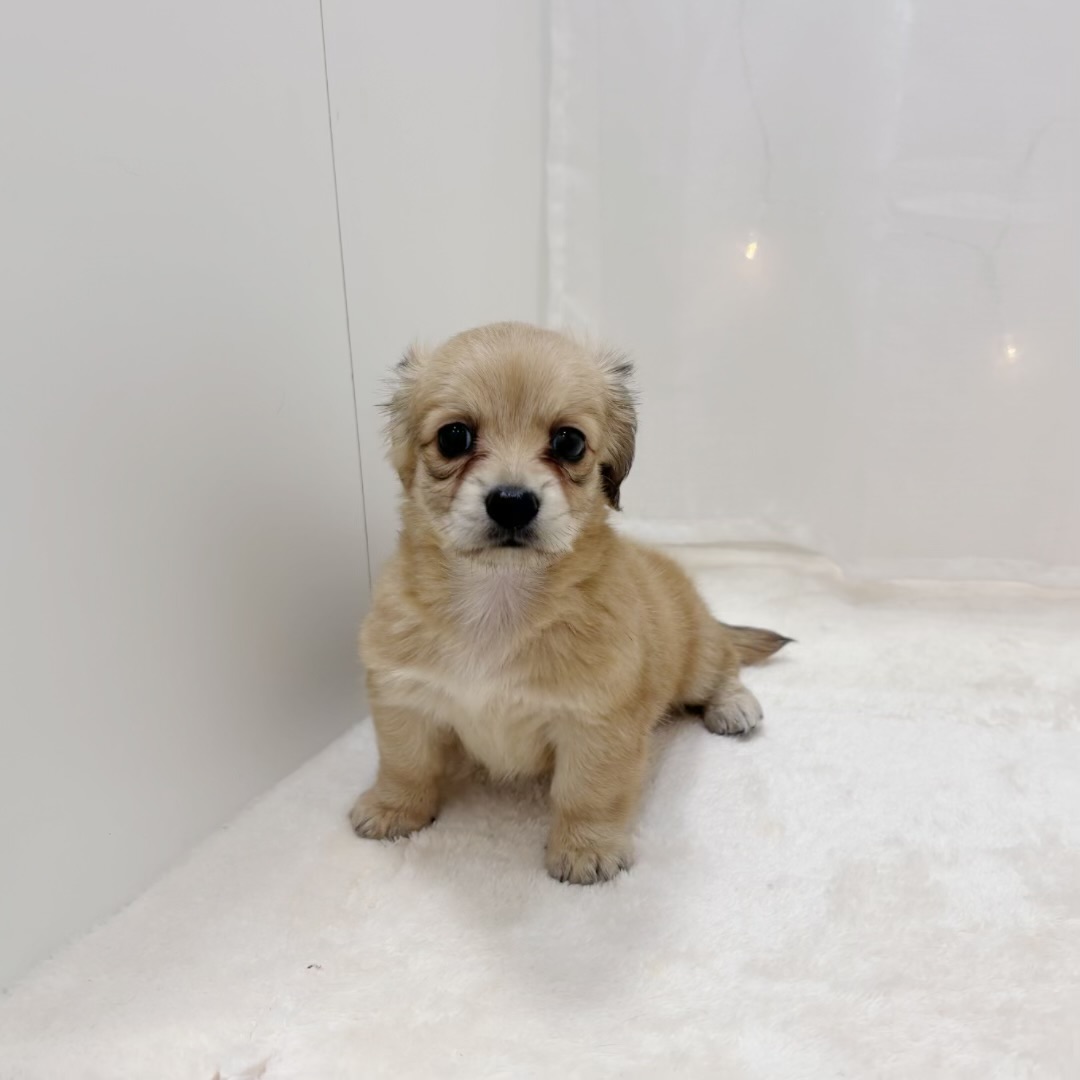 千葉県のチワックス(チワワ×ダックス) (犬の家＆猫の里BIGHOPガーデンモール印西店/2025年8月5日生まれ/女の子/レッド)の子犬の4枚目の画像