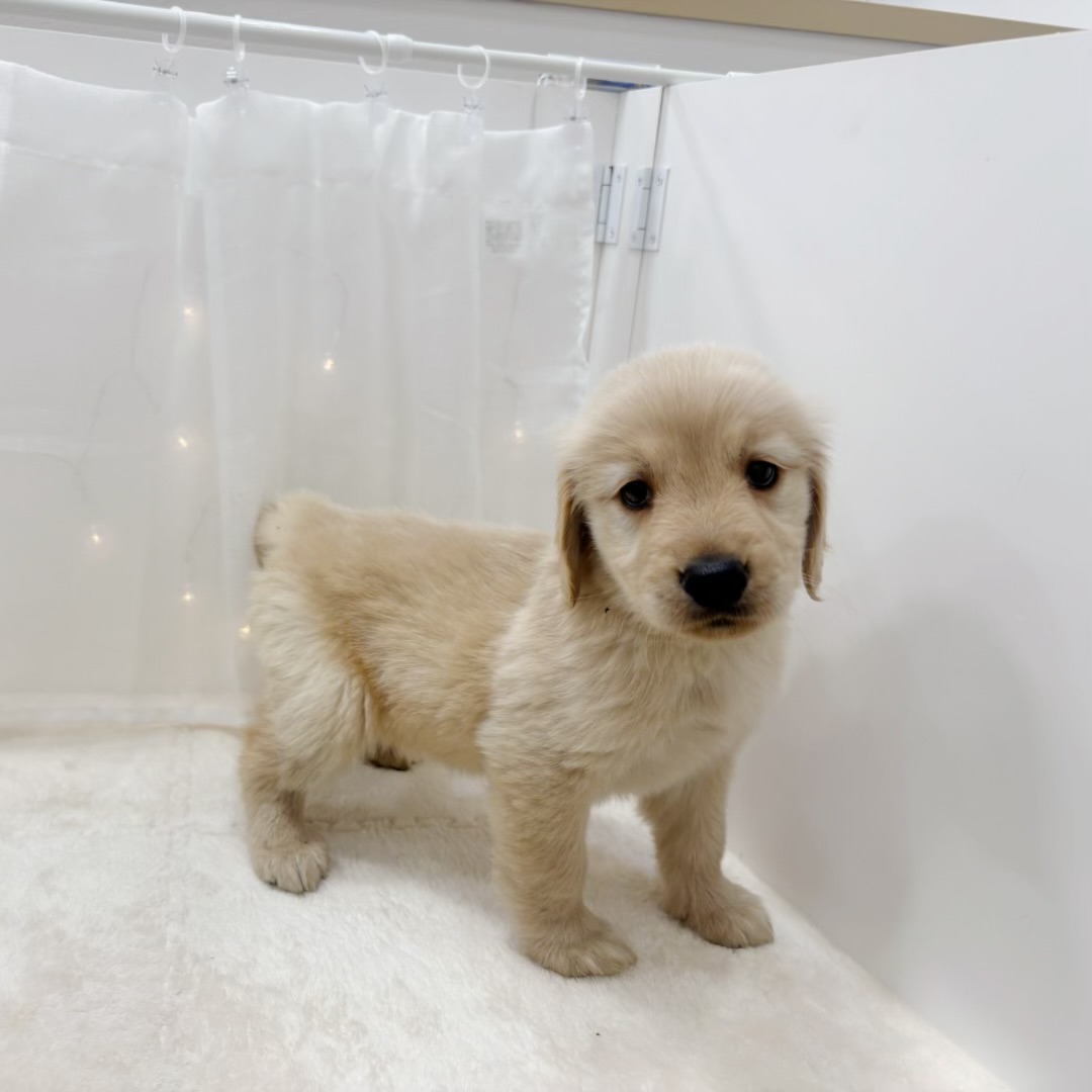 千葉県のゴールデンレトリバー (犬の家＆猫の里BIGHOPガーデンモール印西店/2025年8月1日生まれ/女の子/ゴールデン)の子犬の4枚目の画像