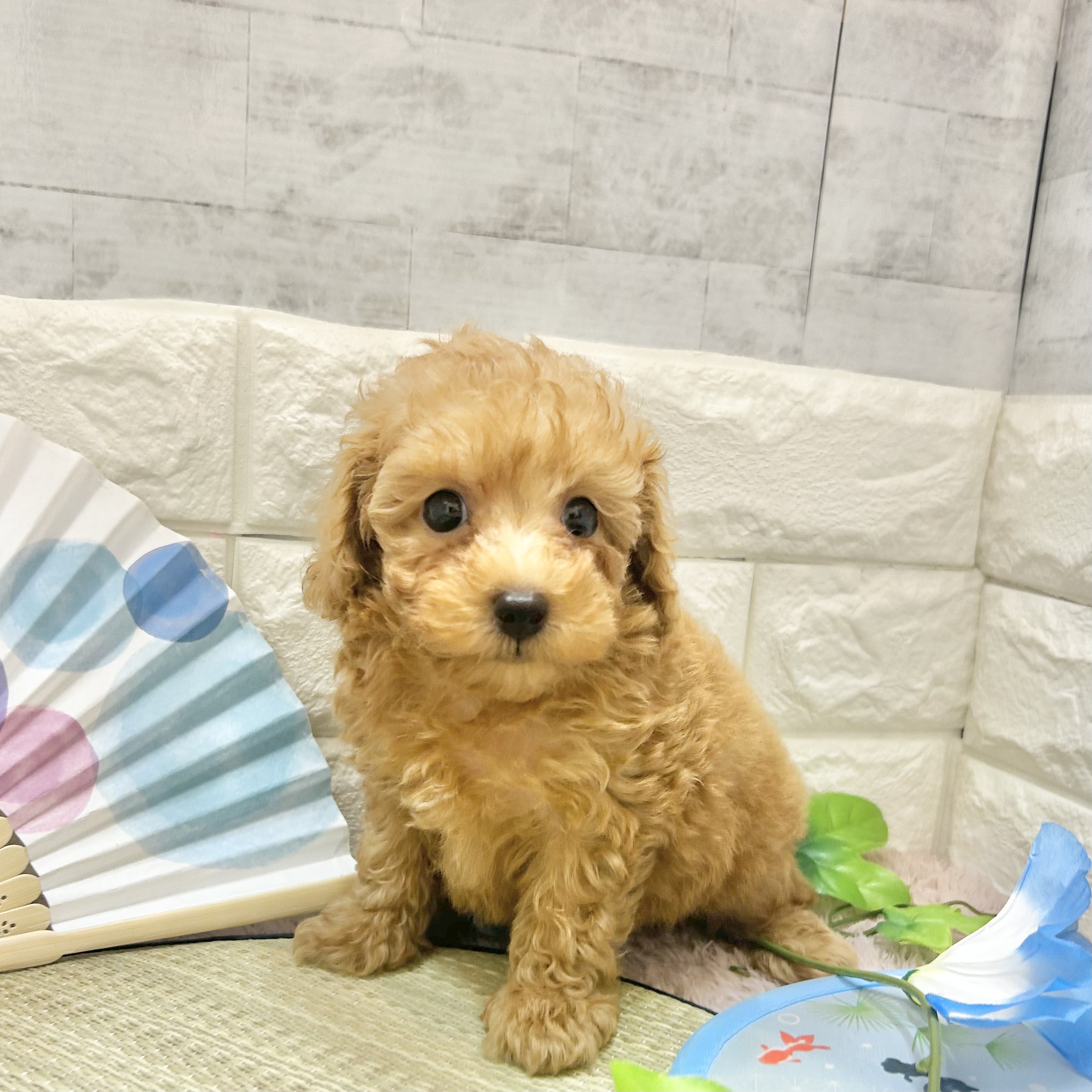 静岡県のトイプードル(トイ) (犬の家＆猫の里プレ葉ウォーク浜北店/2026年5月17日生まれ/男の子/アプリコット)の子犬の4枚目の画像