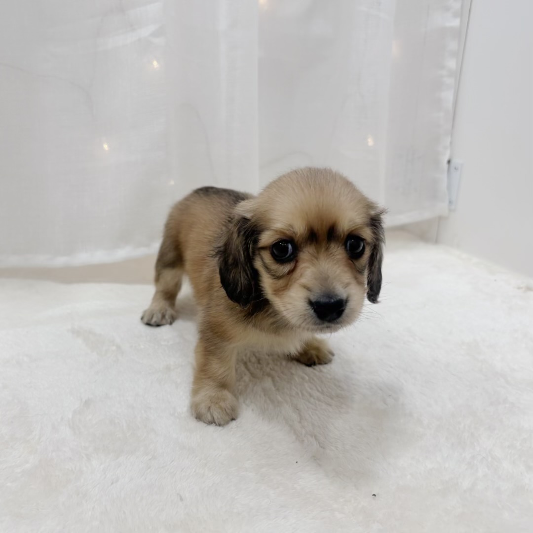 千葉県のミニチュアダックスフンド(ロング) (犬の家＆猫の里BIGHOPガーデンモール印西店/2025年8月2日生まれ/男の子/レッド)の子犬の4枚目の画像