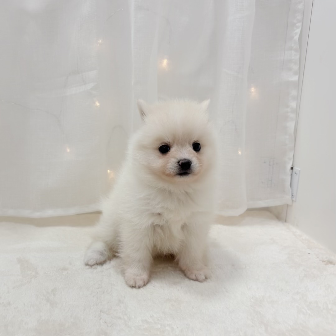 千葉県のポメ柴/豆ポメ/ポメ豆柴(ポメラニアン×柴犬) (犬の家＆猫の里BIGHOPガーデンモール印西店/2025年8月3日生まれ/女の子/白)の子犬の4枚目の画像
