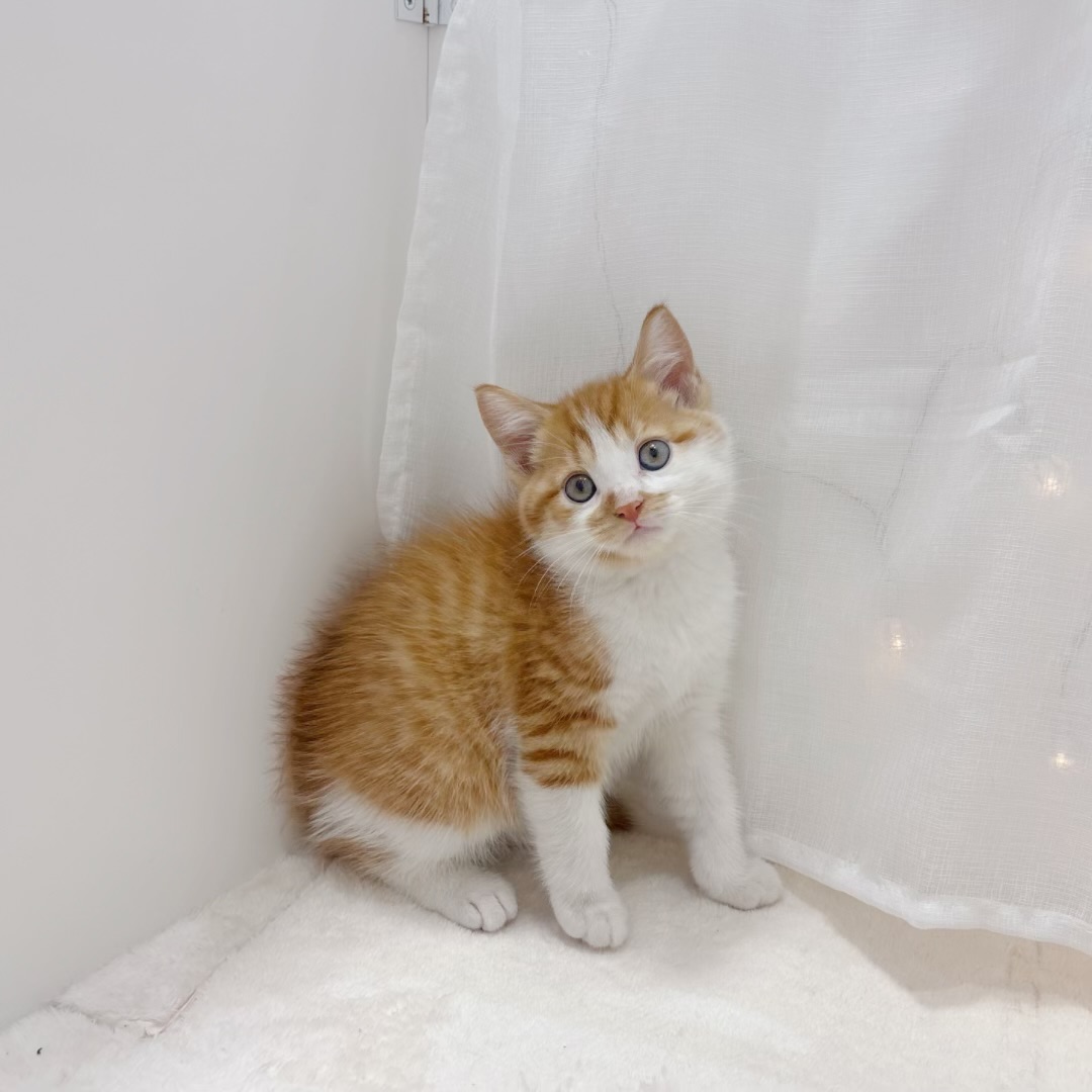 千葉県のマンチカン (犬の家＆猫の里BIGHOPガーデンモール印西店/2025年8月2日生まれ/男の子/レッドタビーホワイト)の子猫