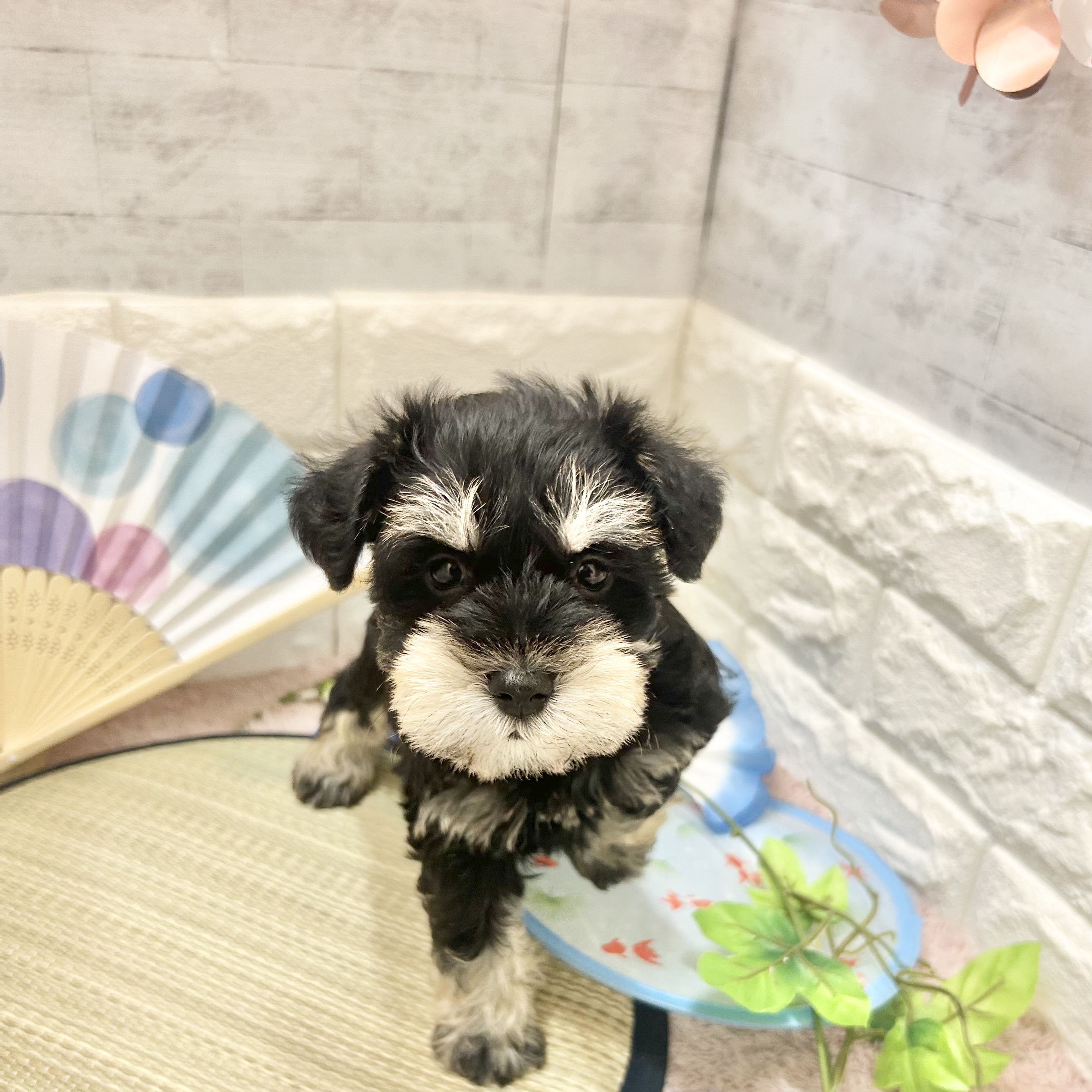 静岡県のミニチュアシュナウザー (犬の家＆猫の里プレ葉ウォーク浜北店/2026年5月19日生まれ/男の子/ブラックシルバー)の子犬の4枚目の画像