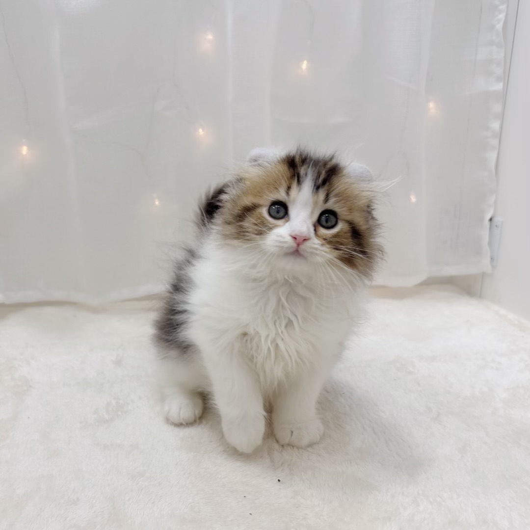 千葉県のアメリカンカール (犬の家＆猫の里BIGHOPガーデンモール印西店/2025年7月30日生まれ/男の子/ブラウンタビーホワイト)の子猫の4枚目の画像