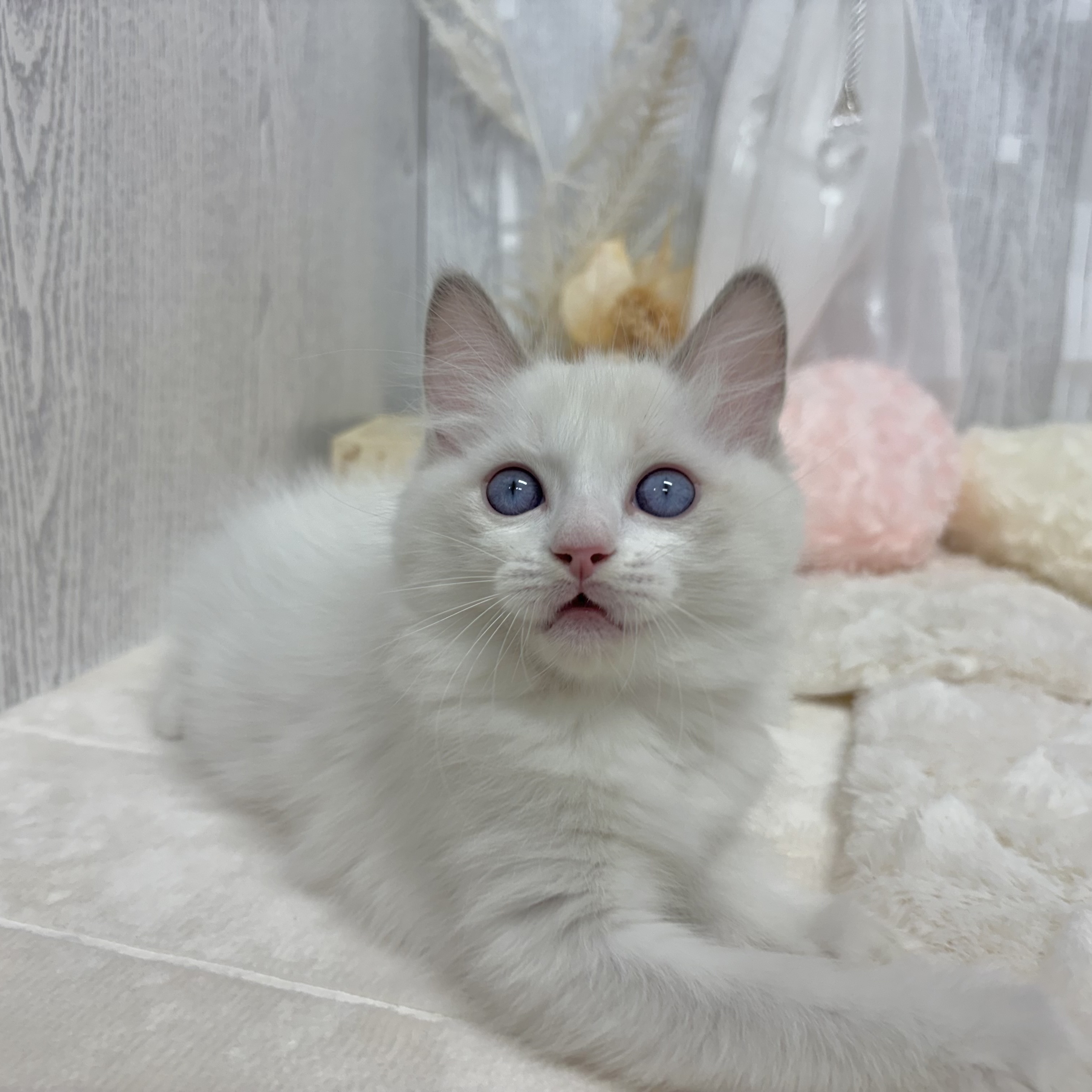神奈川県のラグドール (犬の家＆猫の里相模原店/2025年6月25日生まれ/男の子/ブルーポイントバイカラー)の子猫の4枚目の画像