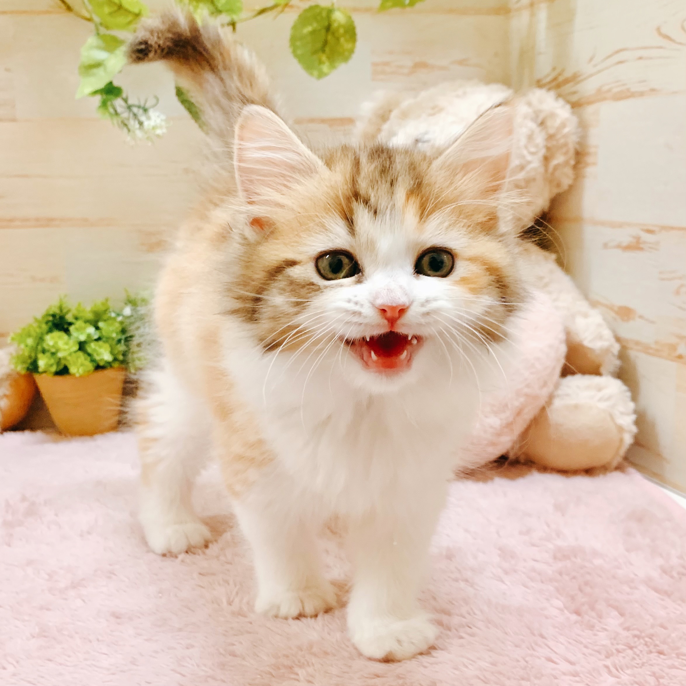 兵庫県のスコティッシュストレート (犬の家＆猫の里神戸店/2026年2月6日生まれ/女の子/トービーホワイト)の子猫の4枚目の画像