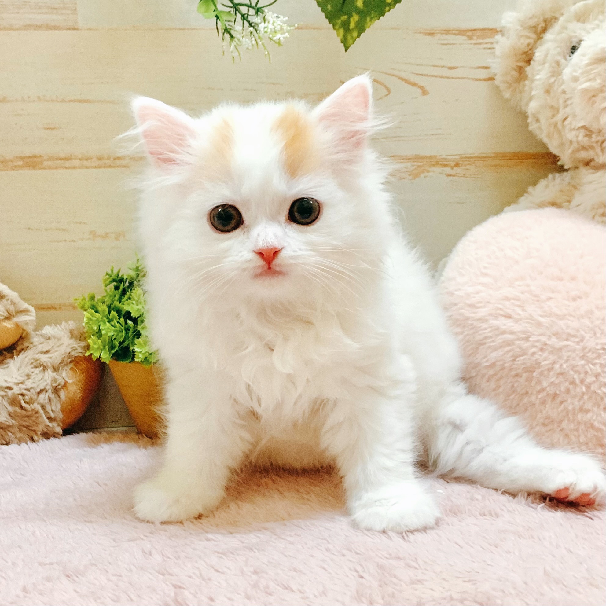 兵庫県のスコティッシュストレート (犬の家＆猫の里神戸店/2026年2月6日生まれ/女の子/ブラウンパッチドタビーホワイト)の子猫の4枚目の画像