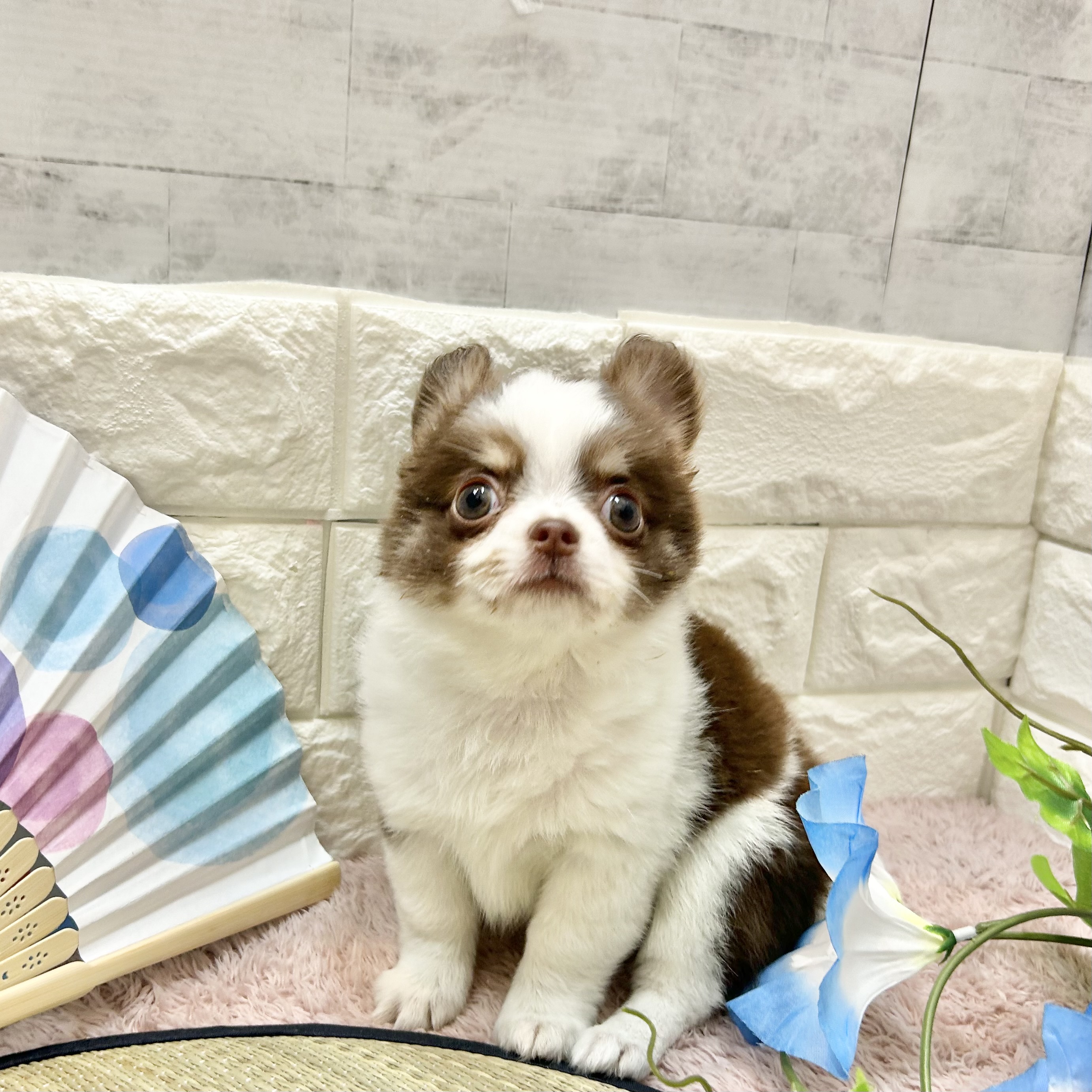 静岡県のチワワ(ロング) (犬の家＆猫の里プレ葉ウォーク浜北店/2026年5月15日生まれ/男の子/ホワイトチョコレートタン)の子犬の4枚目の画像