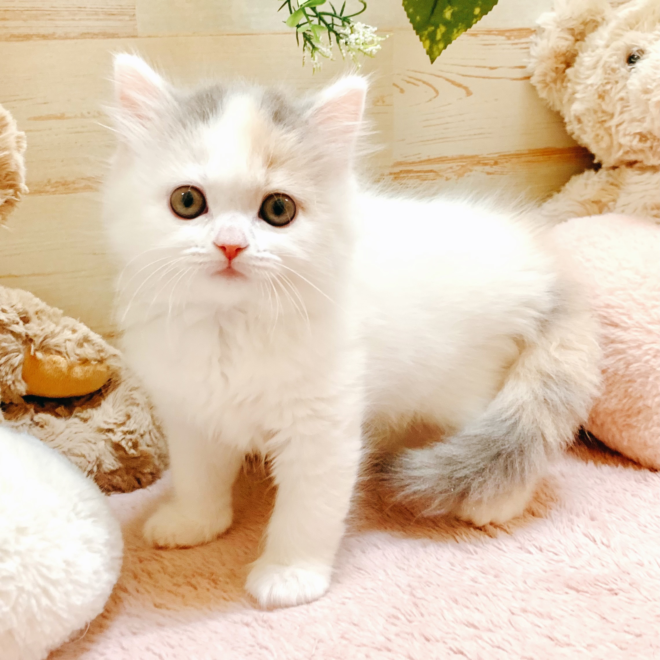 兵庫県のマンチカン (犬の家＆猫の里神戸店/2026年2月6日生まれ/女の子/ダイリュートキャリコ)の子猫の4枚目の画像