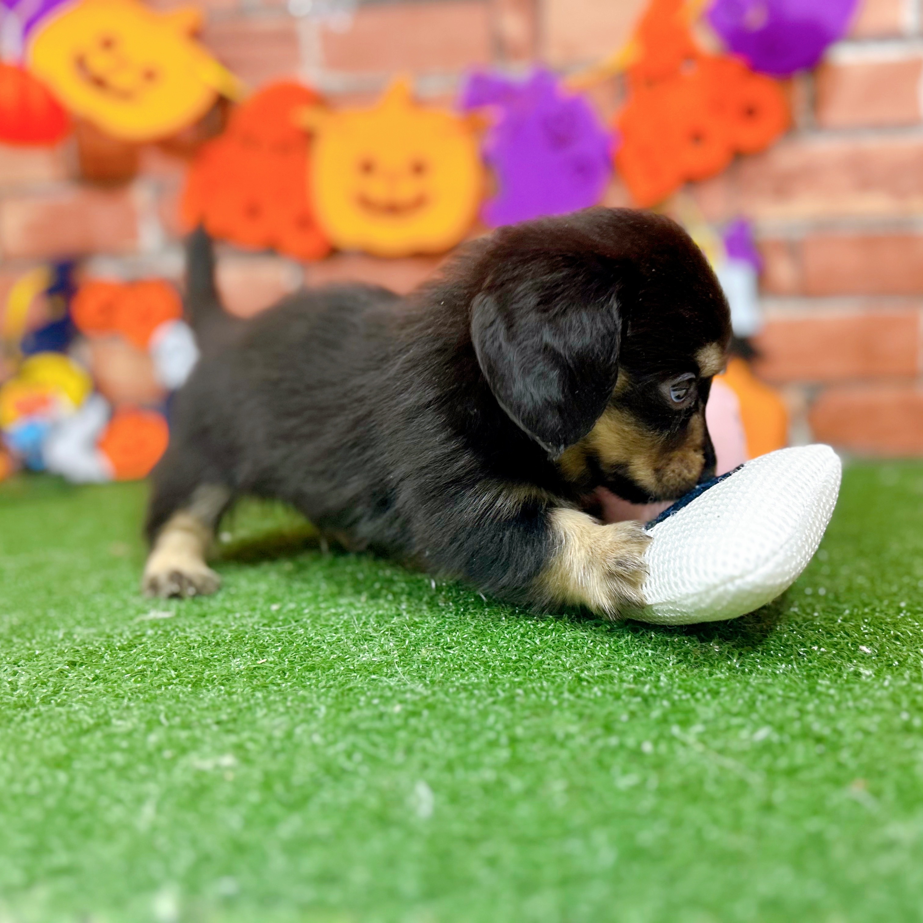 神奈川県のミニチュアダックスフンド(ロング) (犬の家＆猫の里小田原店/2025年8月26日生まれ/男の子/ブラックイエロー)の子犬の4枚目の画像