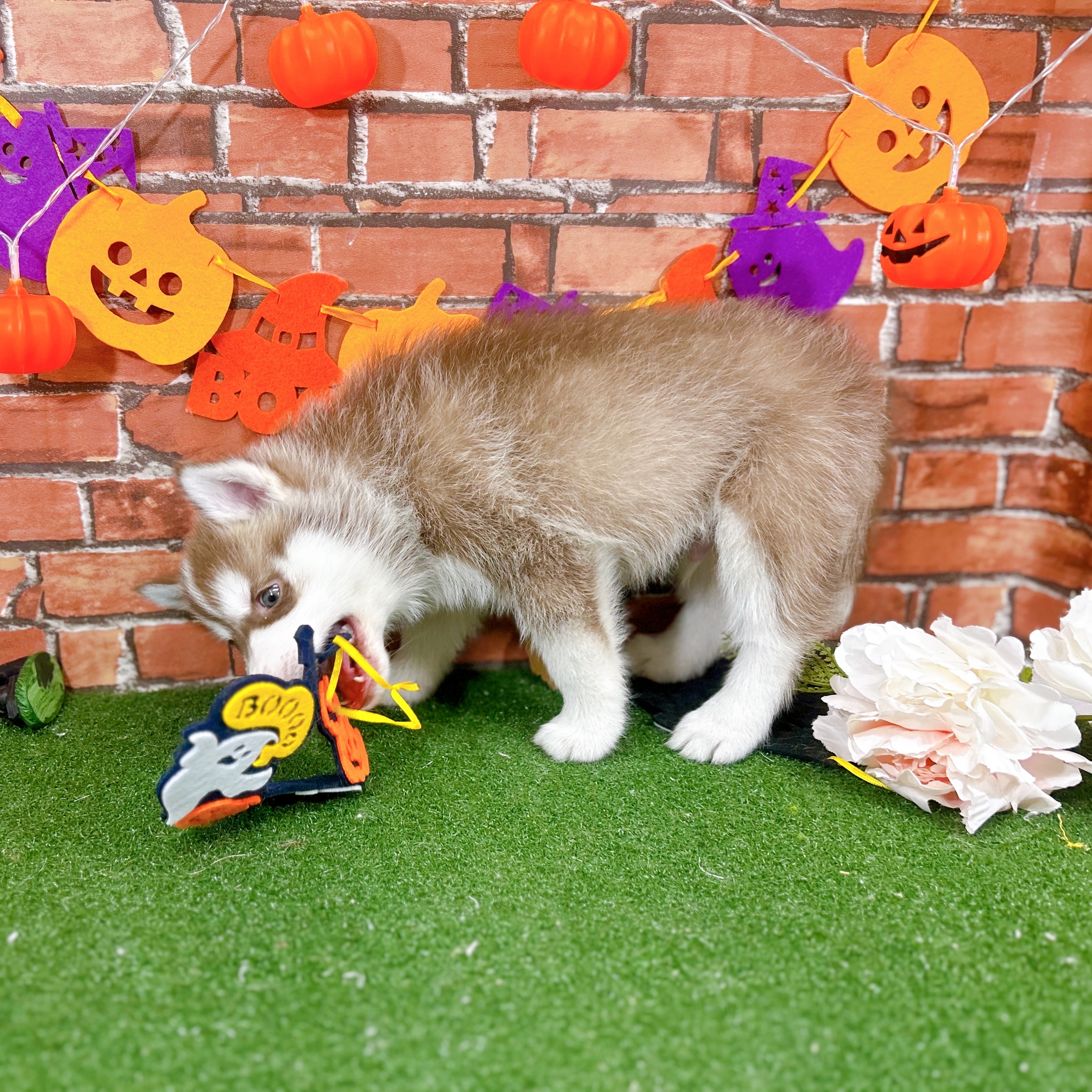 神奈川県のシベリアンハスキー (犬の家＆猫の里小田原店/2025年8月26日生まれ/男の子/チョコレートホワイト)の子犬の4枚目の画像