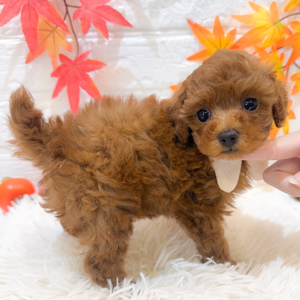 静岡県のトイプードル(トイ) (犬の家＆猫の里富士店/2025年9月9日生まれ/女の子/レッド)の子犬の4枚目の画像