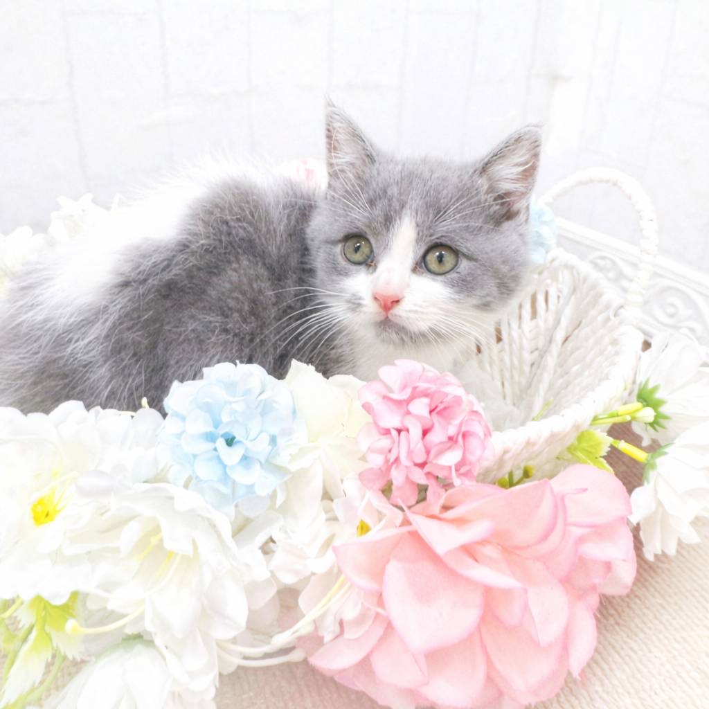 石川県のブリティッシュショートヘアー (犬の家＆猫の里アミーゴ金沢有松店/2026年1月29日生まれ/男の子/ブルーホワイト)の子猫の4枚目の画像