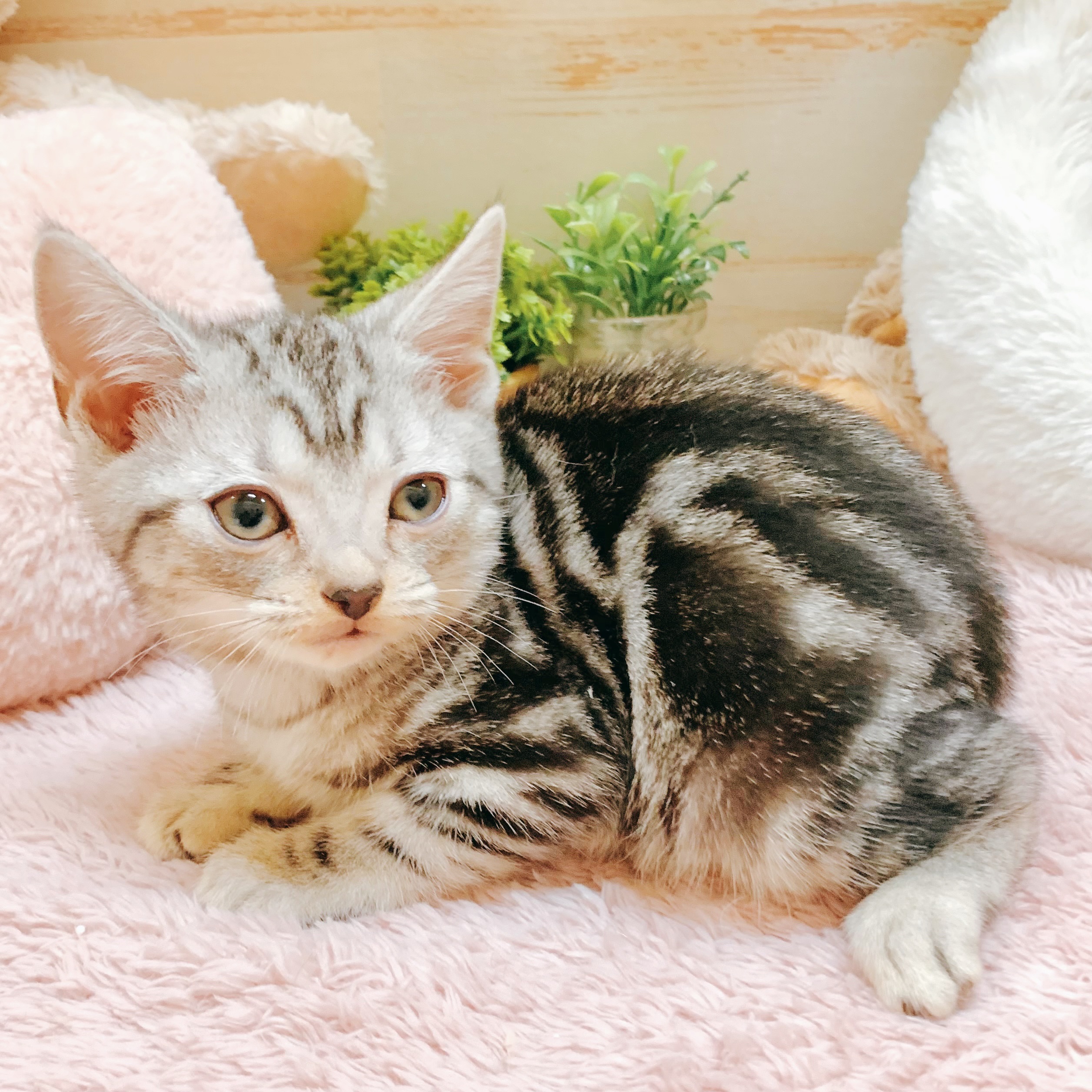 兵庫県のアメリカンショートヘアー (犬の家＆猫の里神戸店/2026年2月19日生まれ/女の子/シルバータビー)の子猫の4枚目の画像