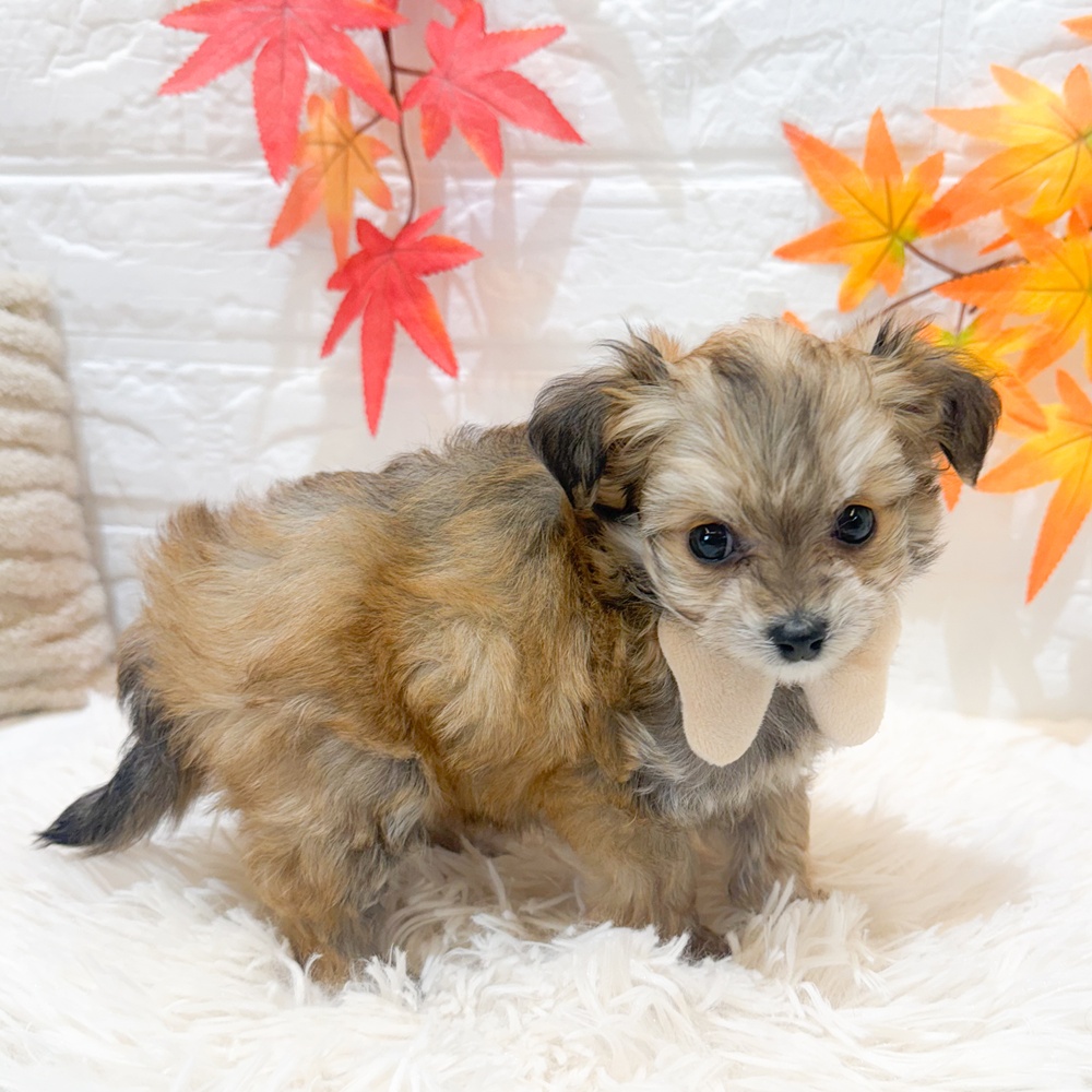 静岡県のチワプー/プーチー(チワワ×プードル) (犬の家＆猫の里富士店/2025年9月8日生まれ/女の子/フォーン)の子犬の4枚目の画像