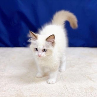 愛知県のラグドール (犬の家＆猫の里一宮店/2025年11月12日生まれ/女の子/シールポイントバイカラー)の子猫の4枚目の画像