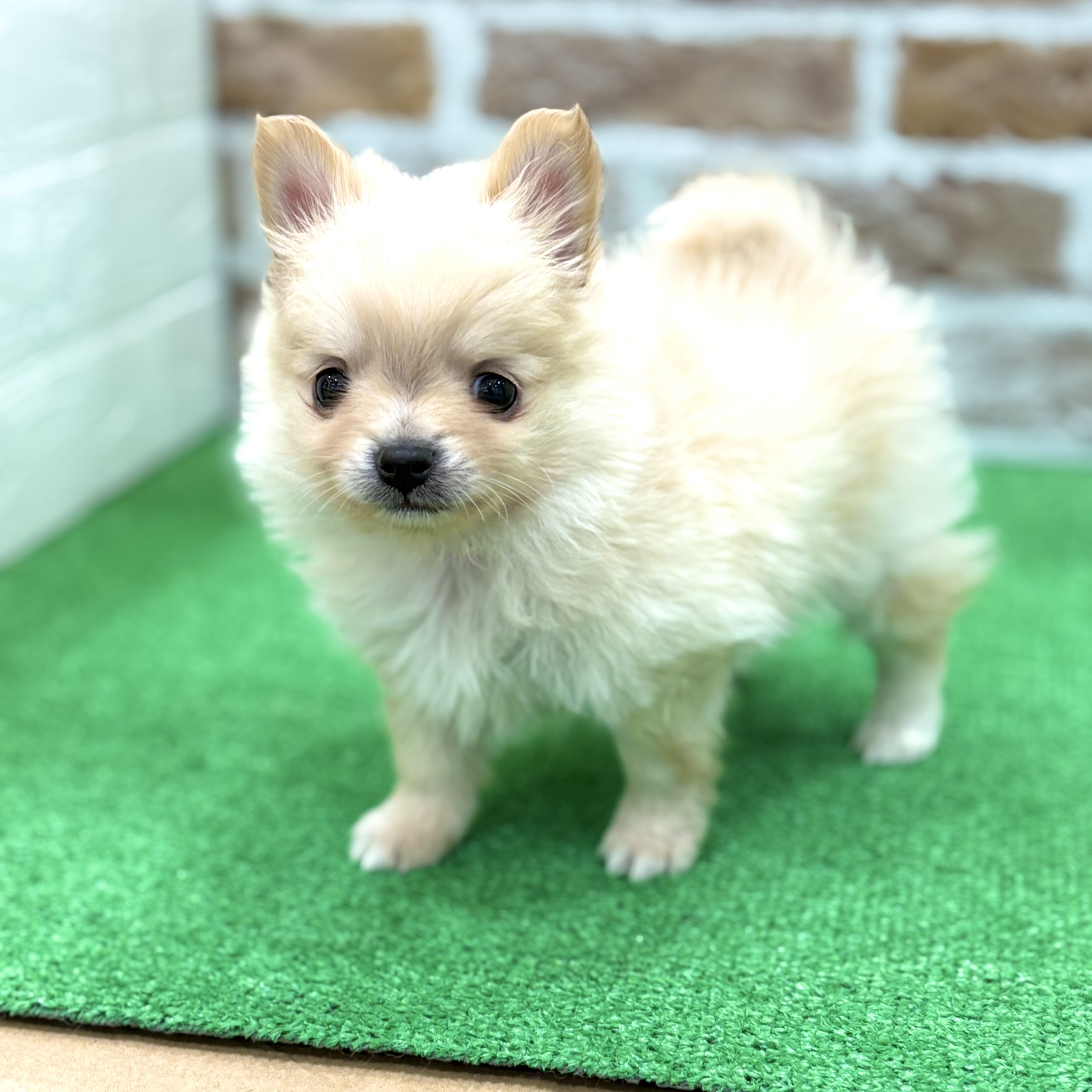 三重県のポメチワ/チワポメ/ポメチー(ポメラニアン×チワワ) (犬の家＆猫の里三重桑名店/2025年12月27日生まれ/男の子/クリーム)の子犬の4枚目の画像